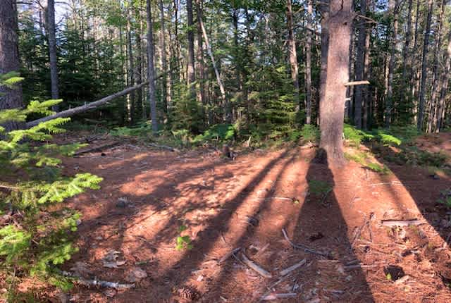 Picture of the site