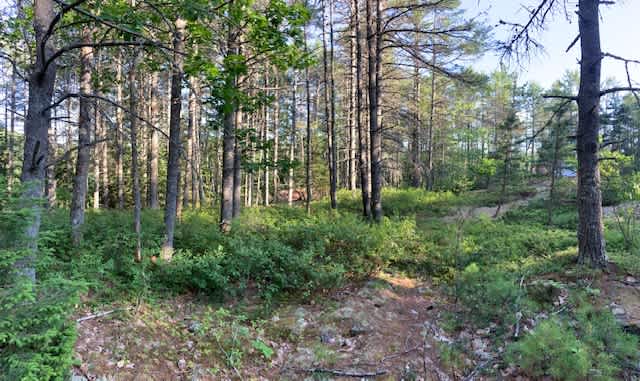 Picture of the site