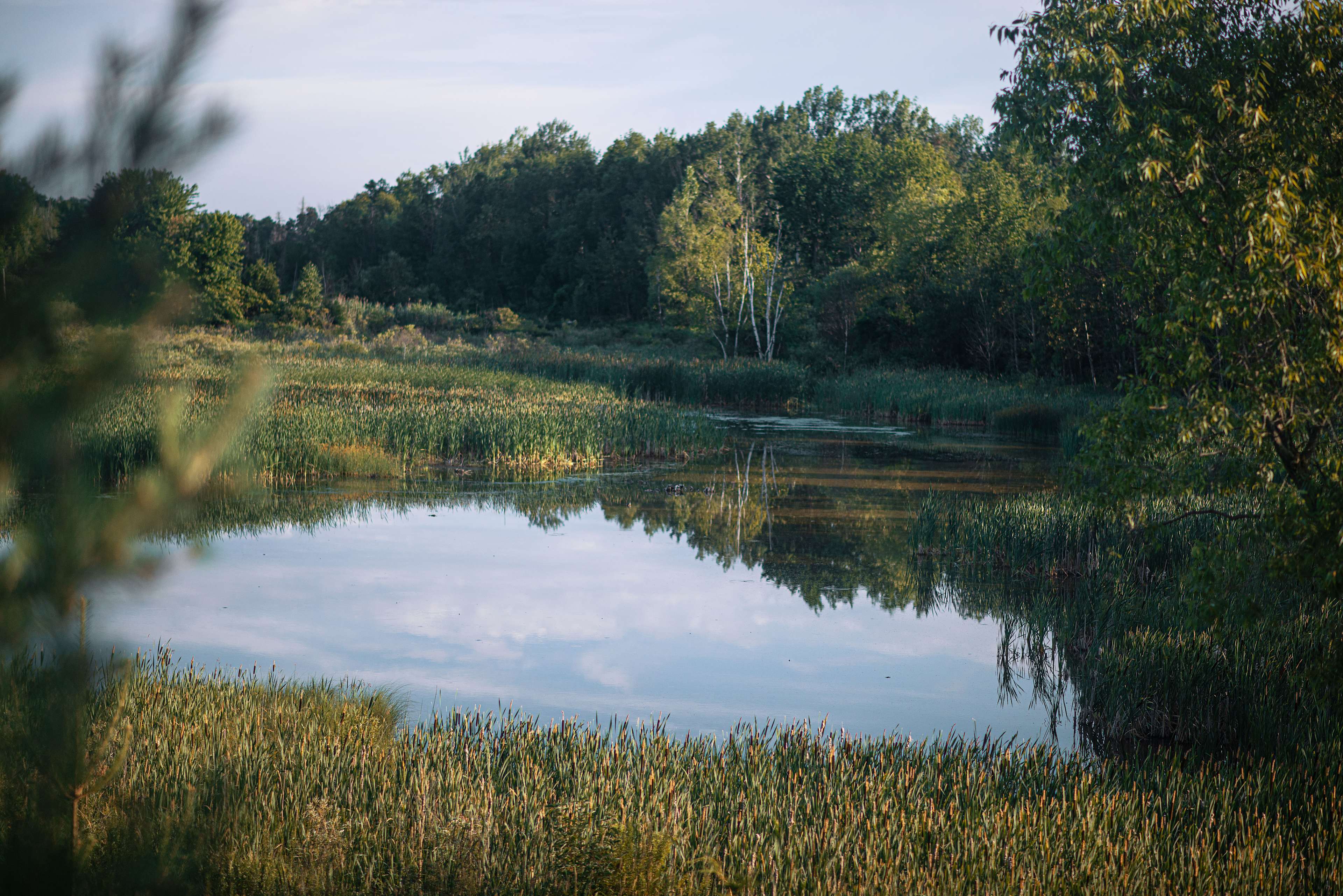 Pond/ Marsh from bench view point.