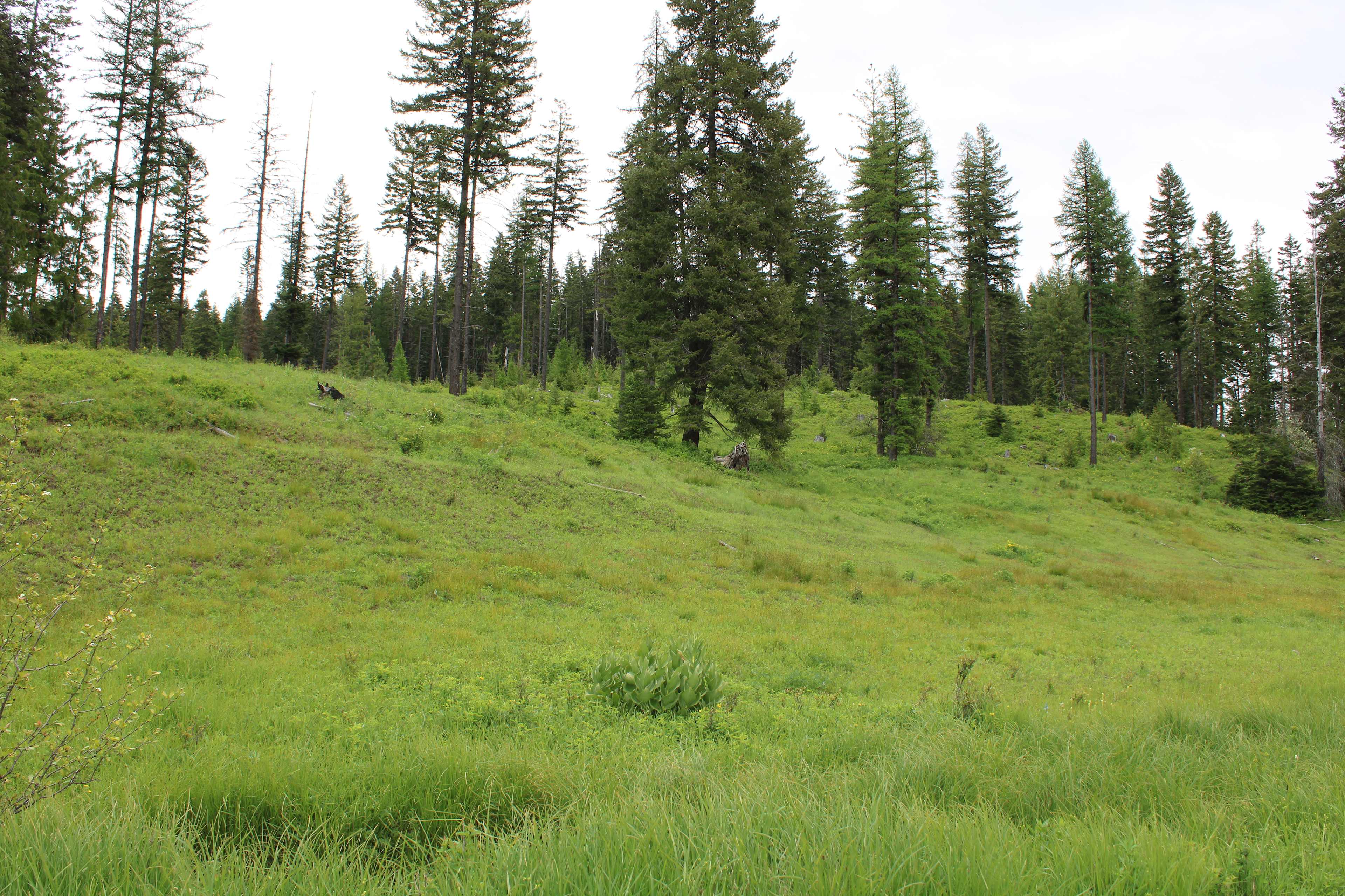 Upper Meadow 
