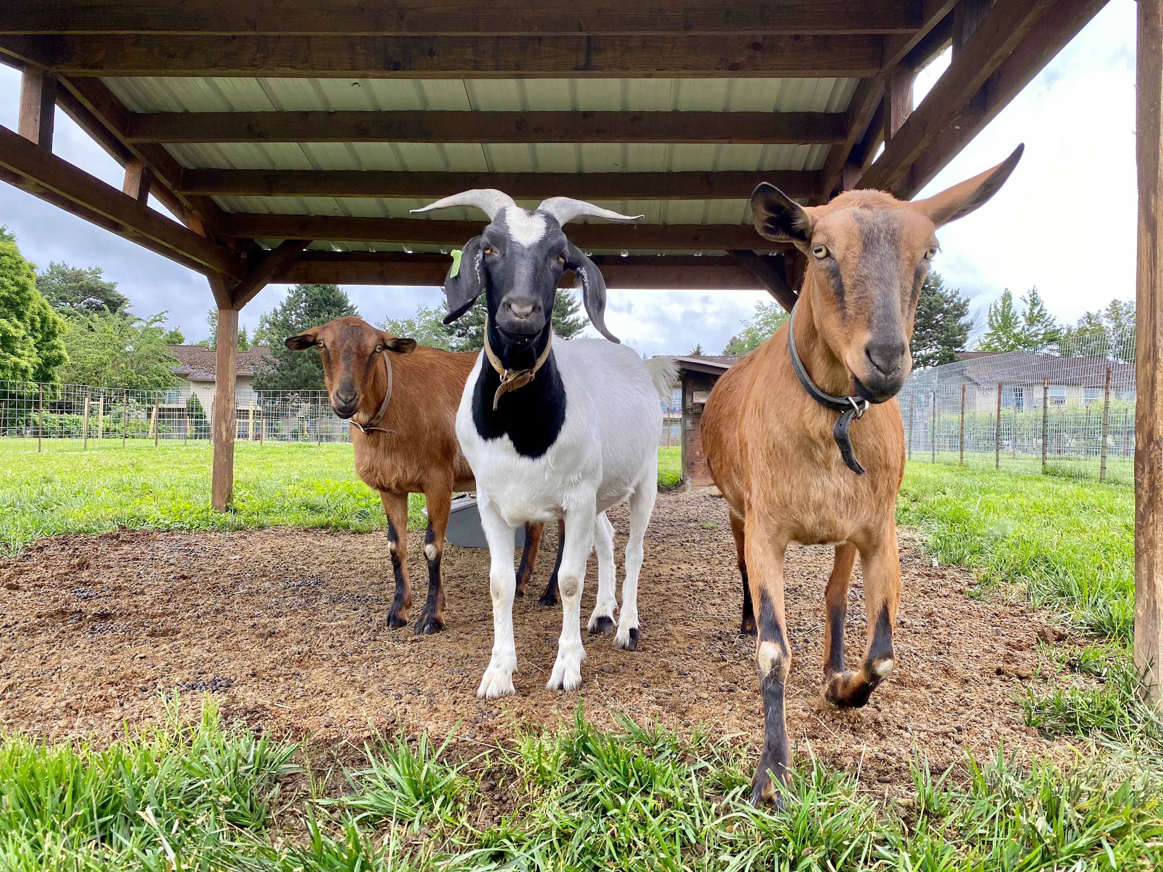 Your Farm in the City
