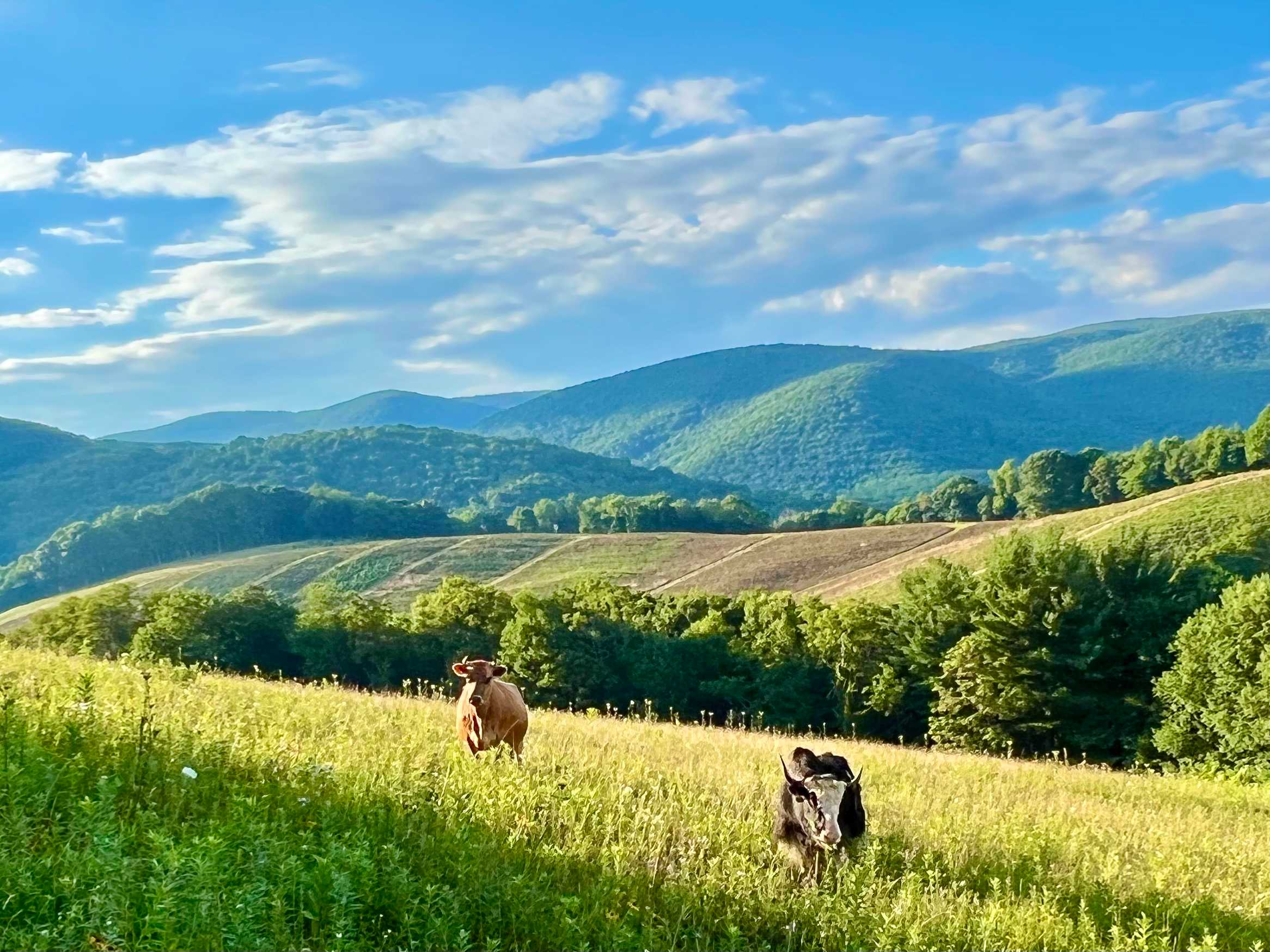 Photo from a short hike around the farm. 