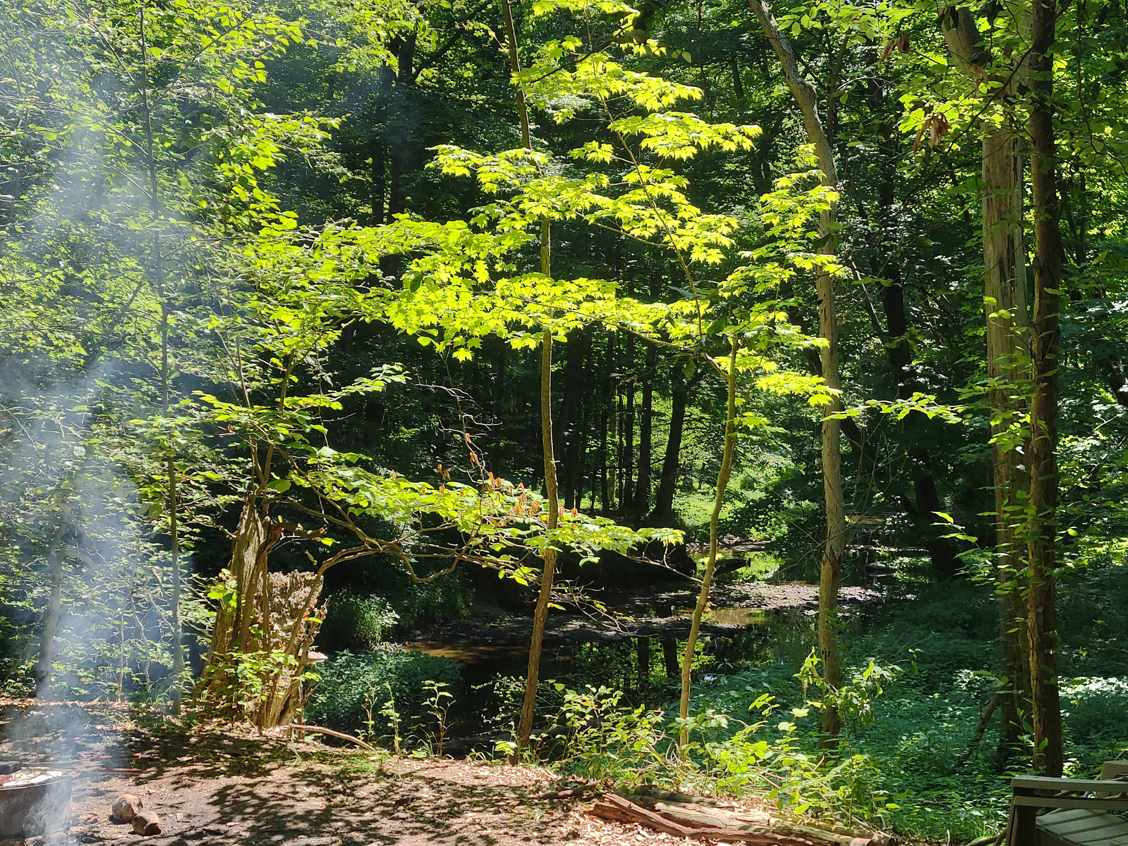 Picture of the site