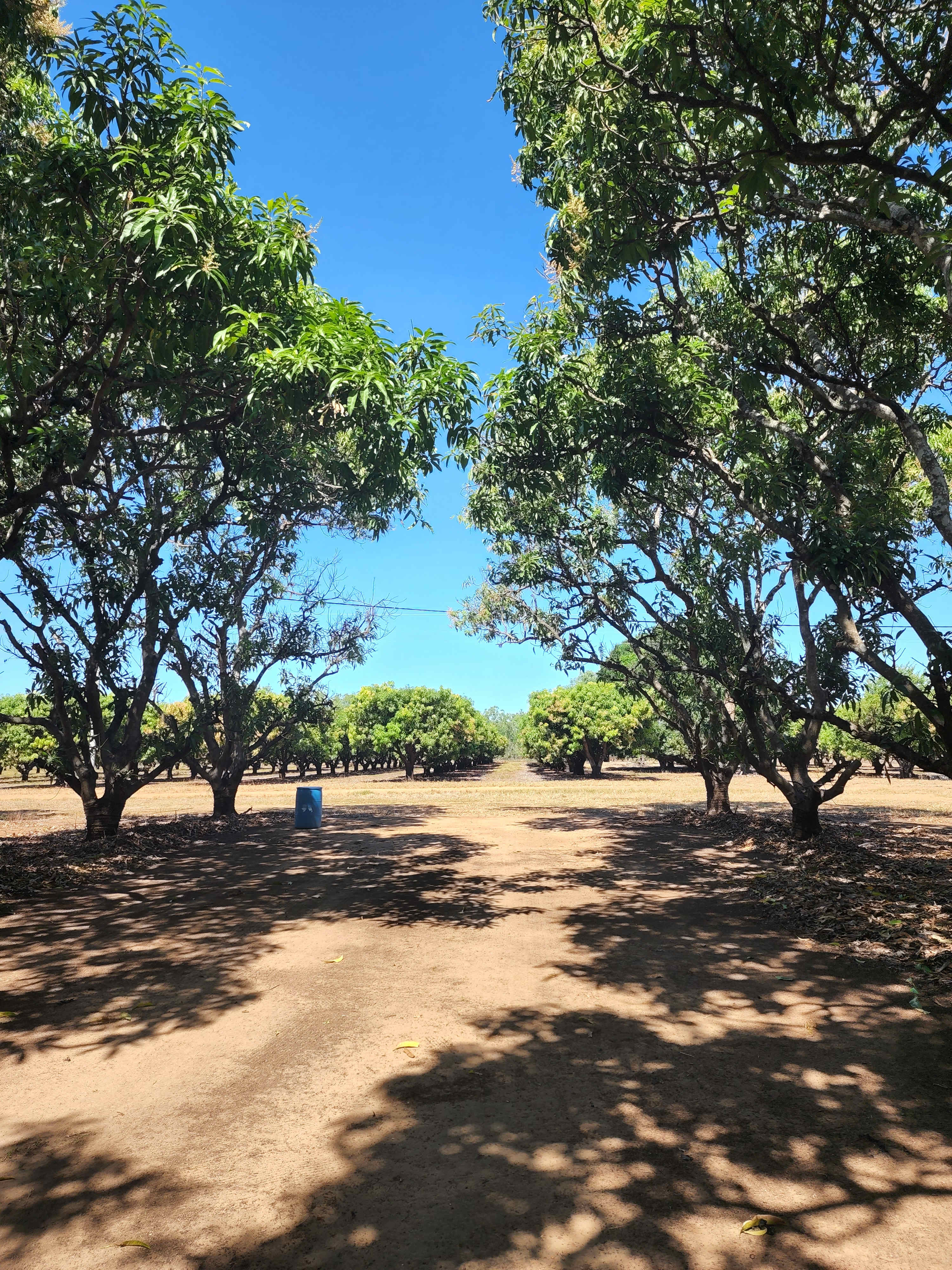 Mango Farm Stay