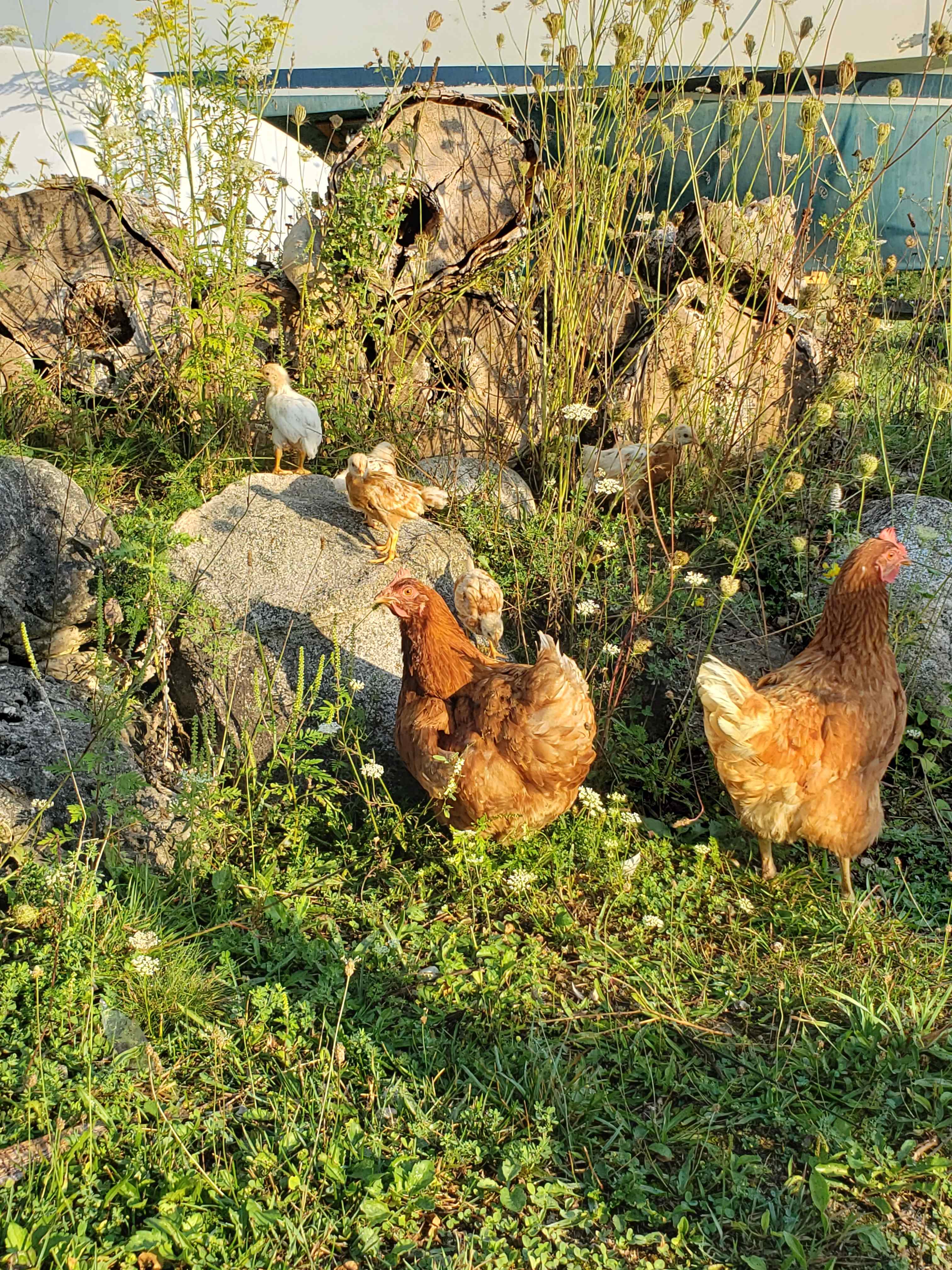 The Bohemian Farm