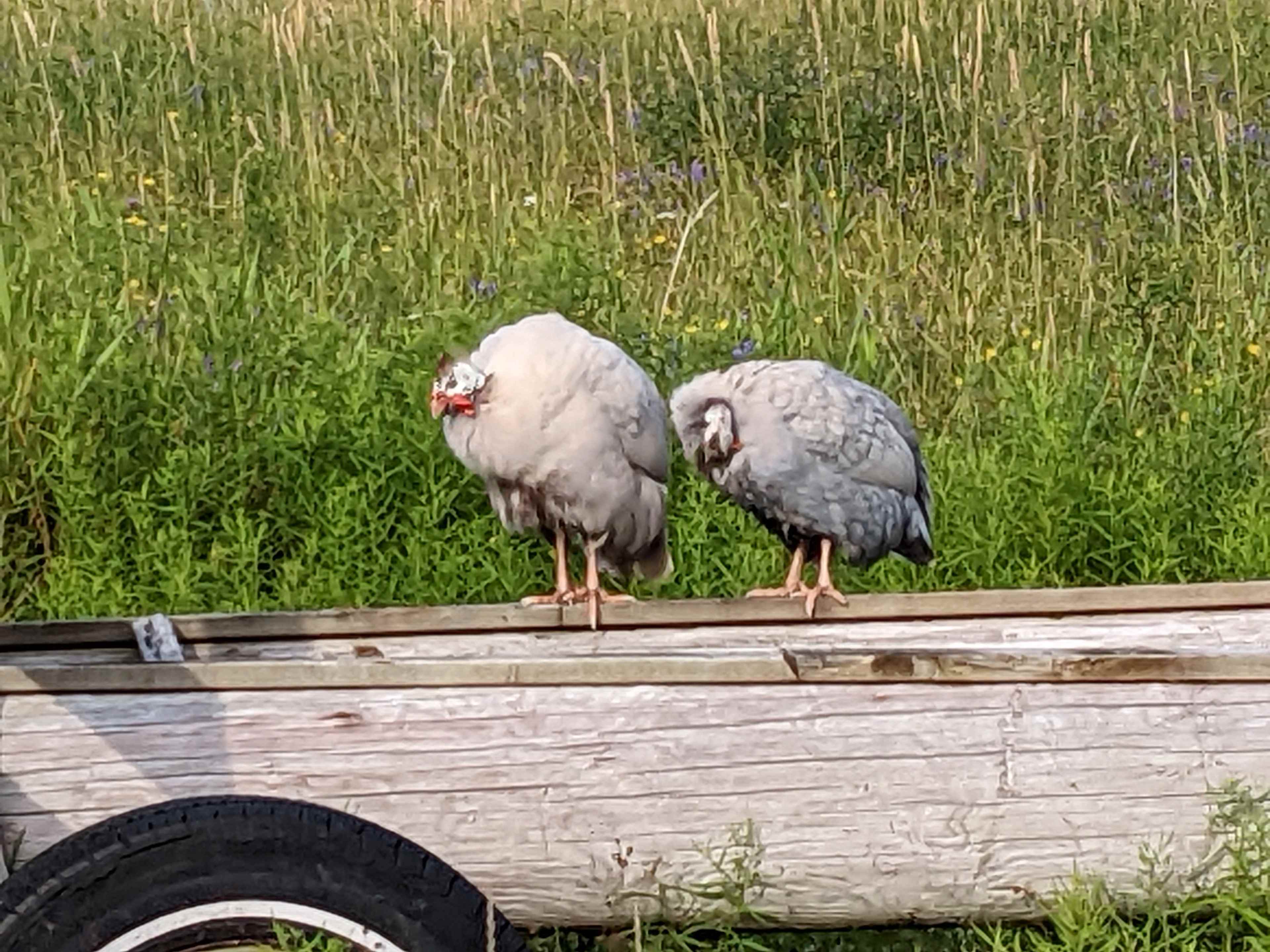 Pearl House Farm