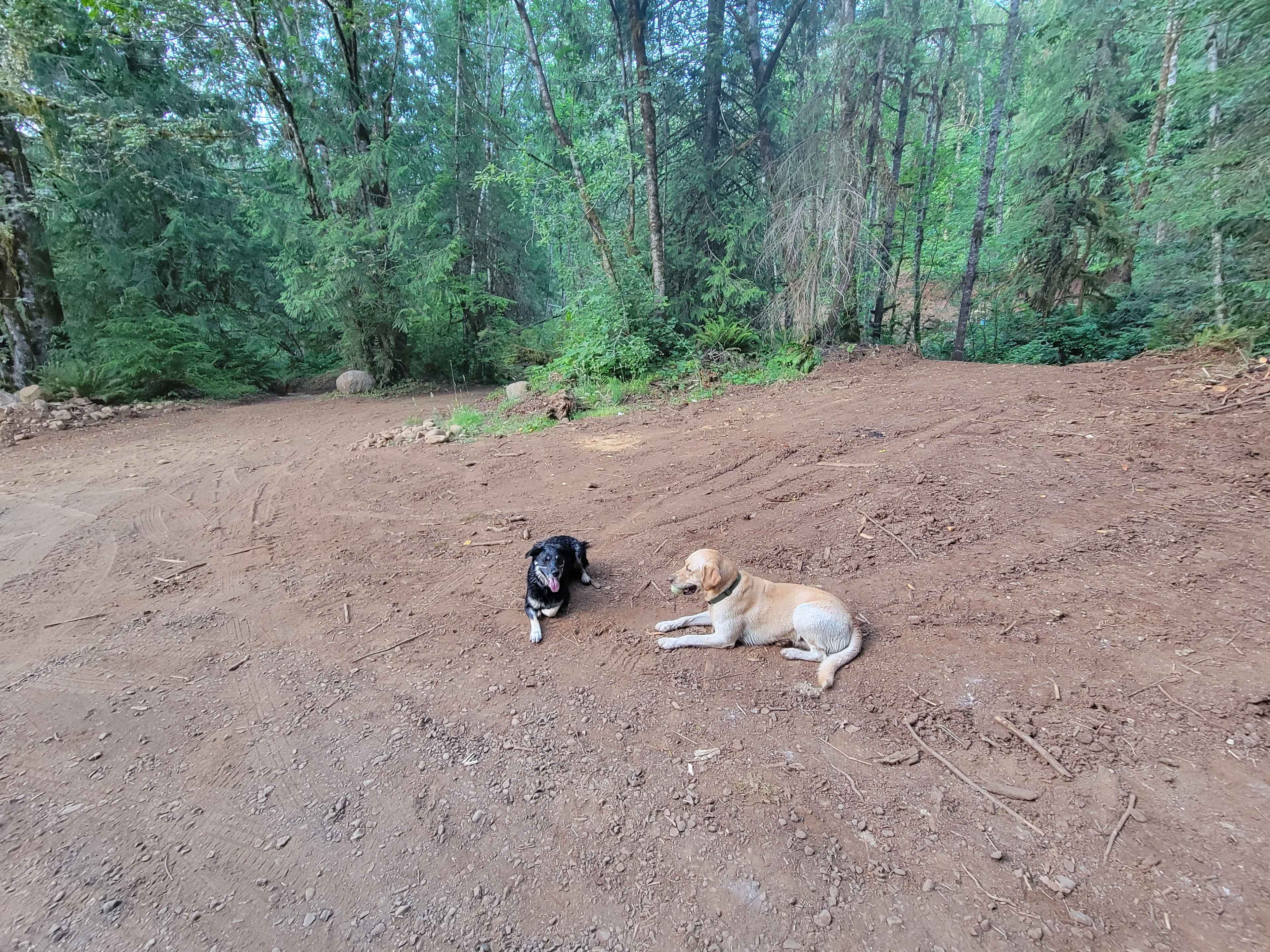 Happy Dogs