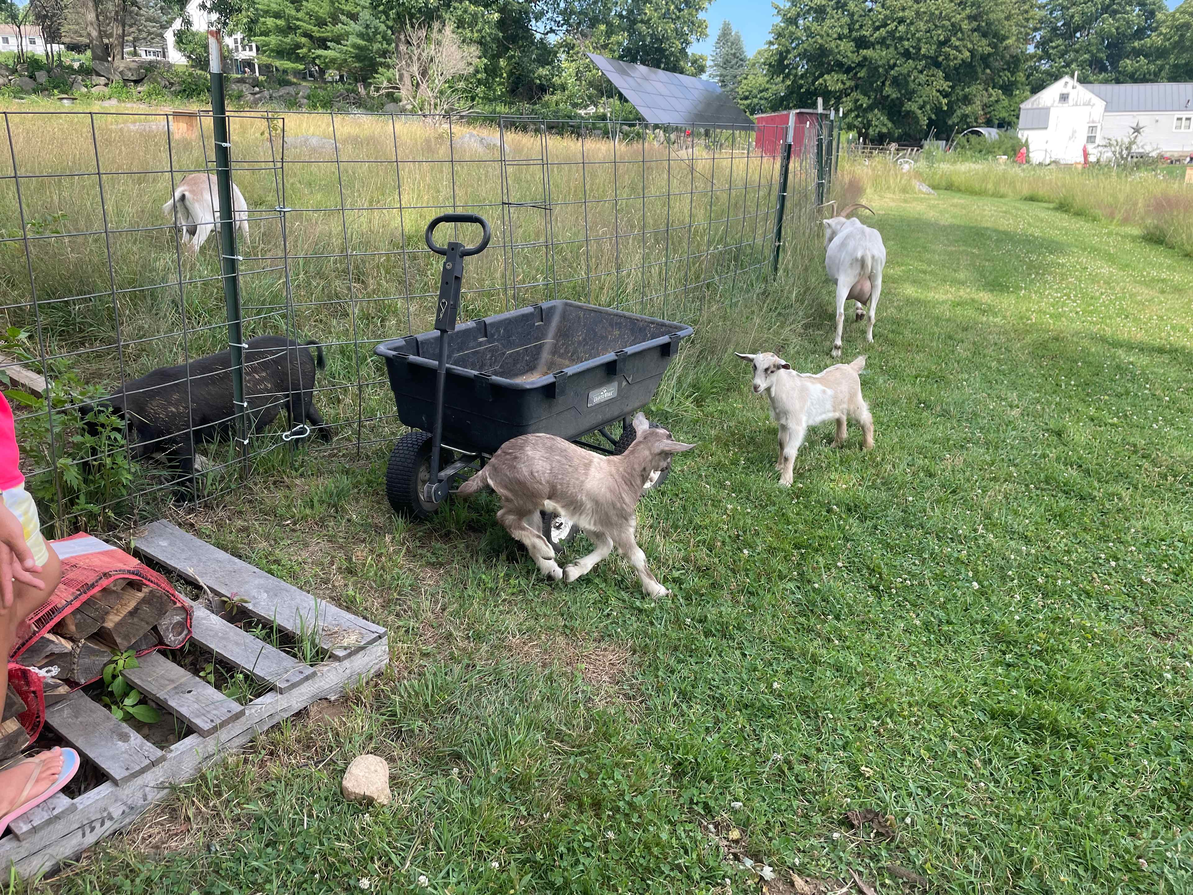 Rosy Goat Farm
