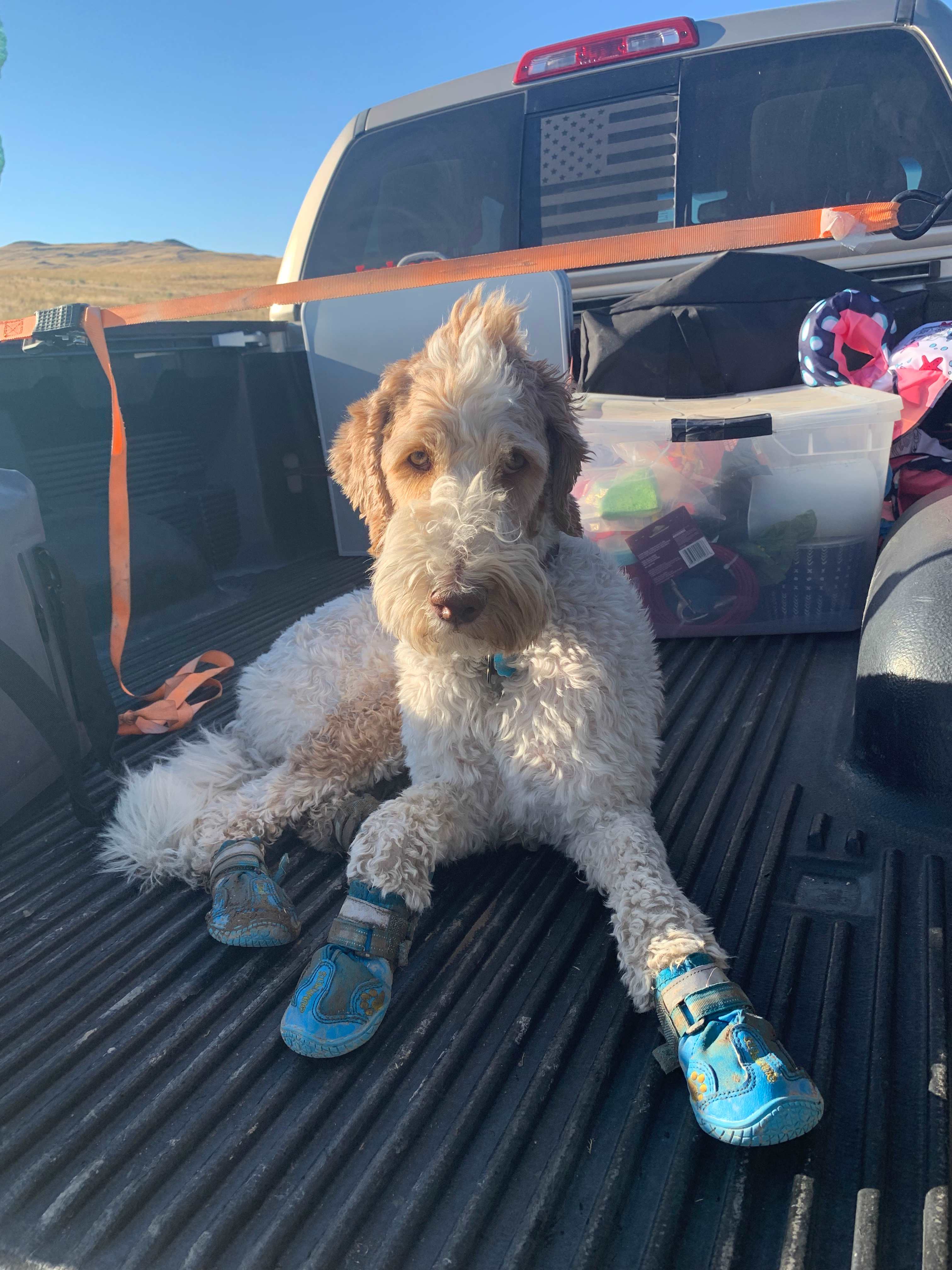 Bring boots for the dogs, the desert ground is not always friendly. 