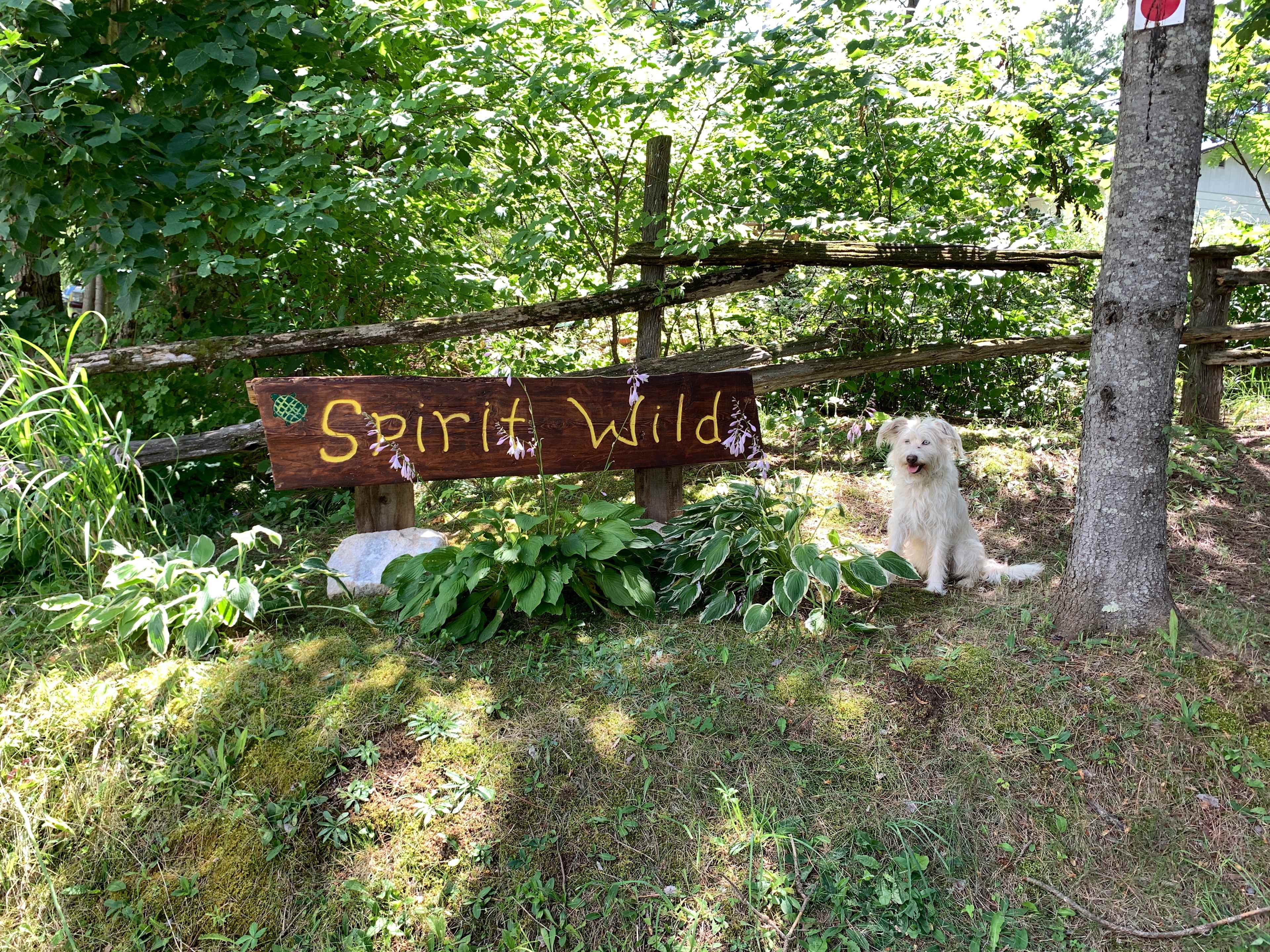 SPIRIT WILD