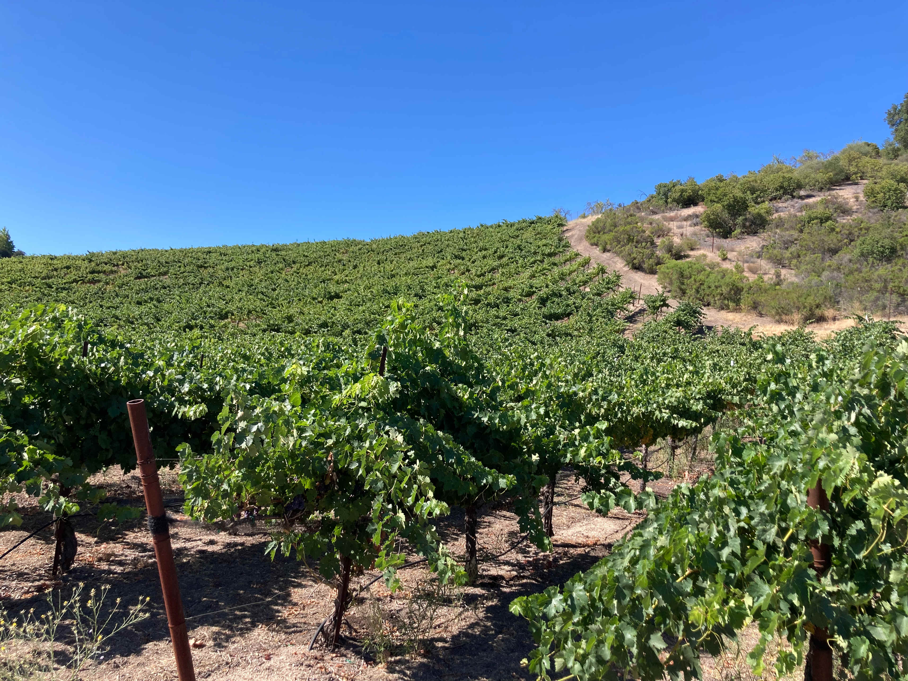 Historic Truck Farm Vineyard