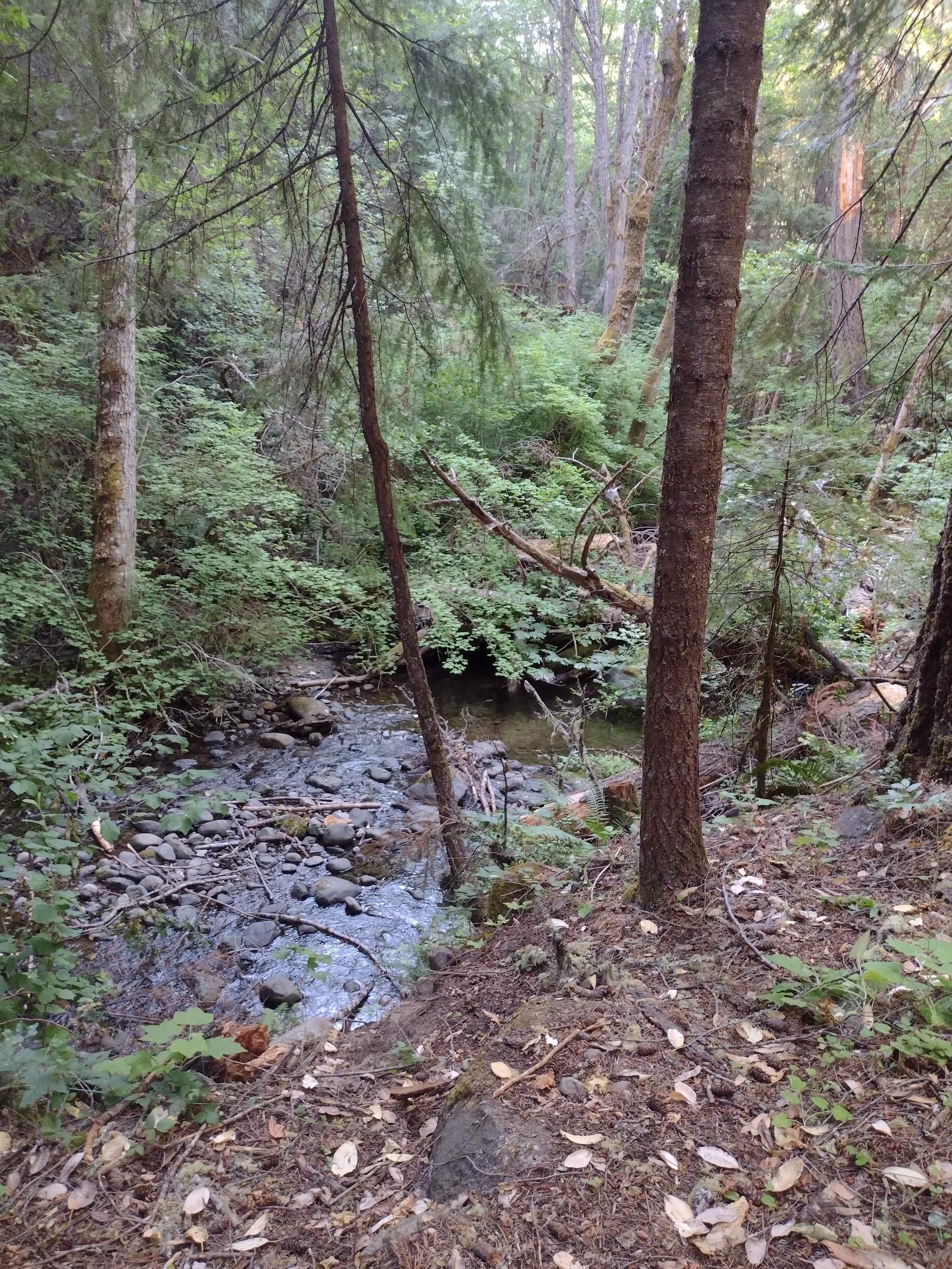 View of Rock Creek from your back door 