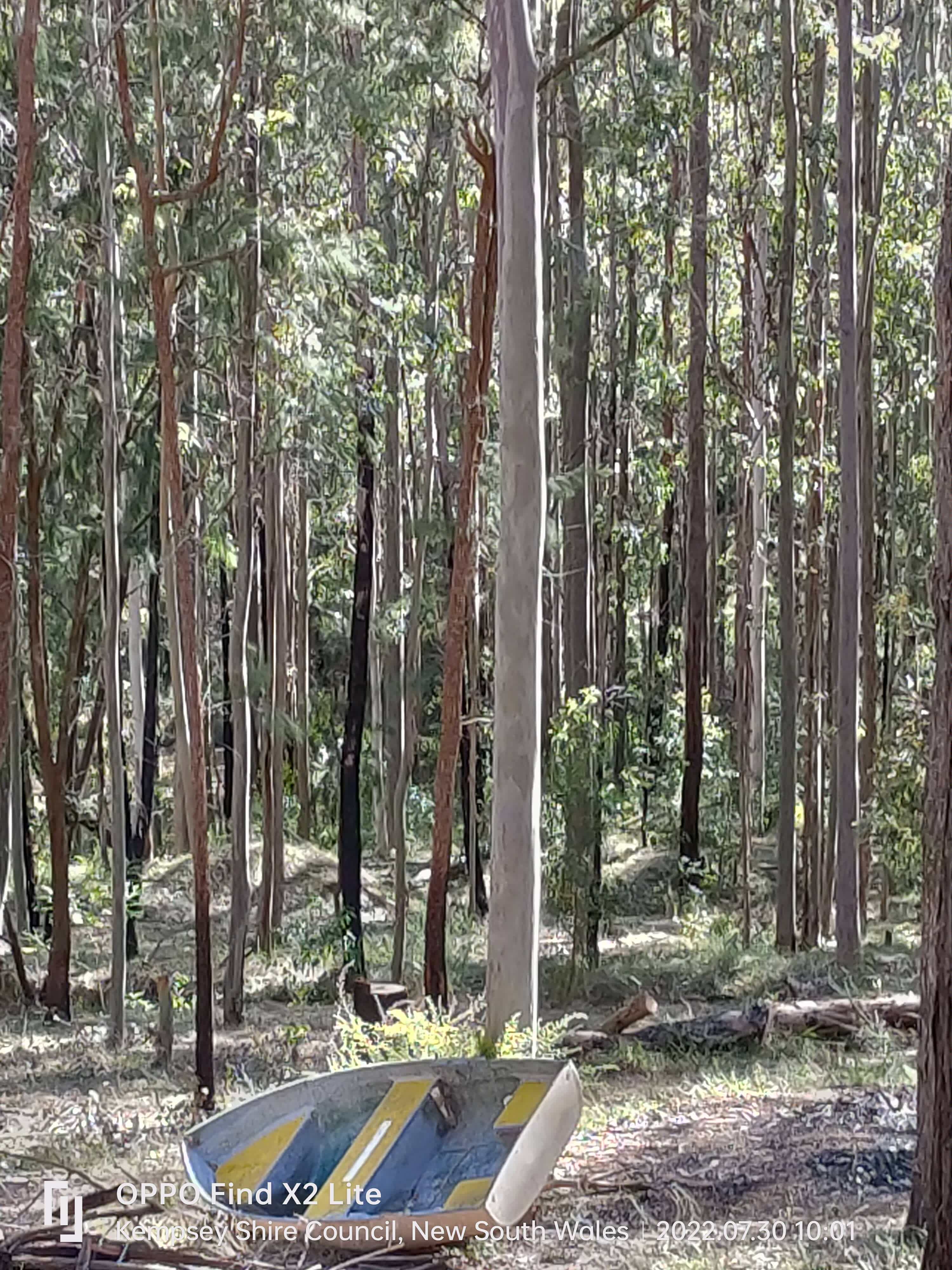 Greenferns
