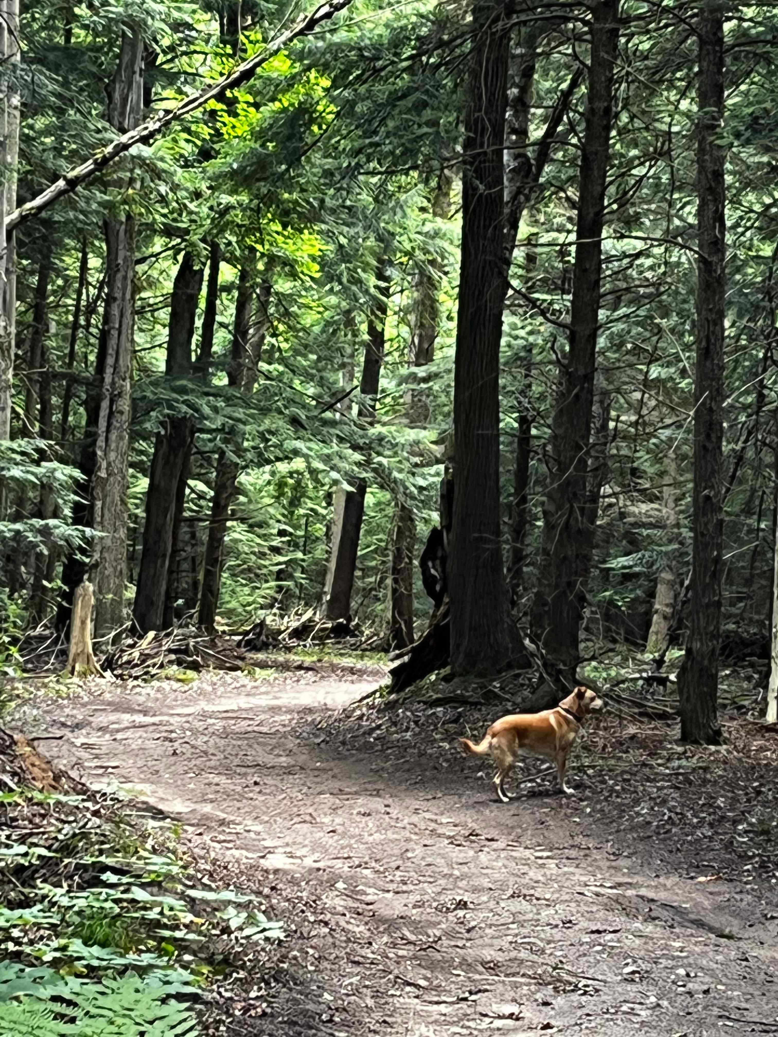 Trails to walk along