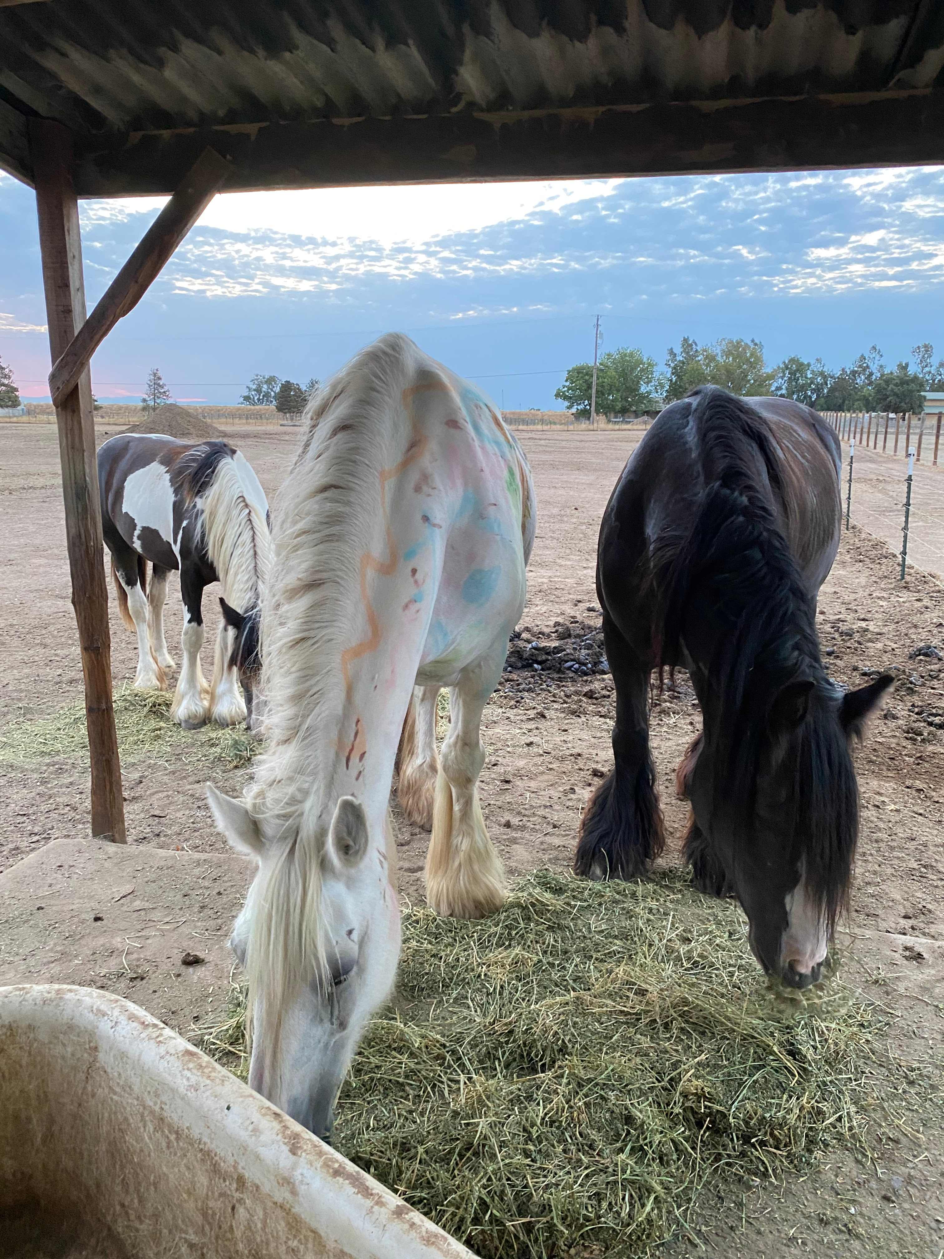 Hirst Horse Ranch