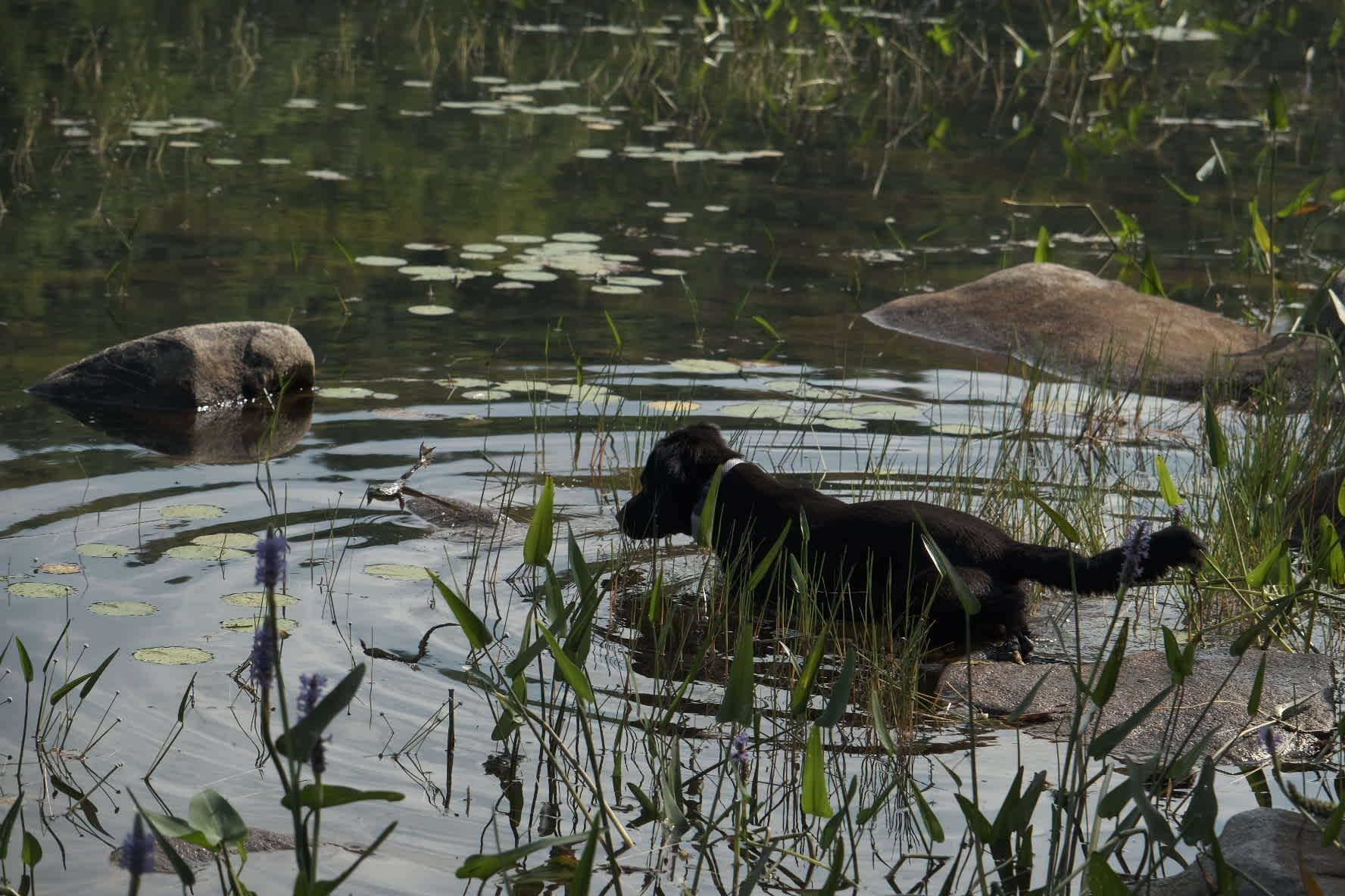 The Lonely Loon