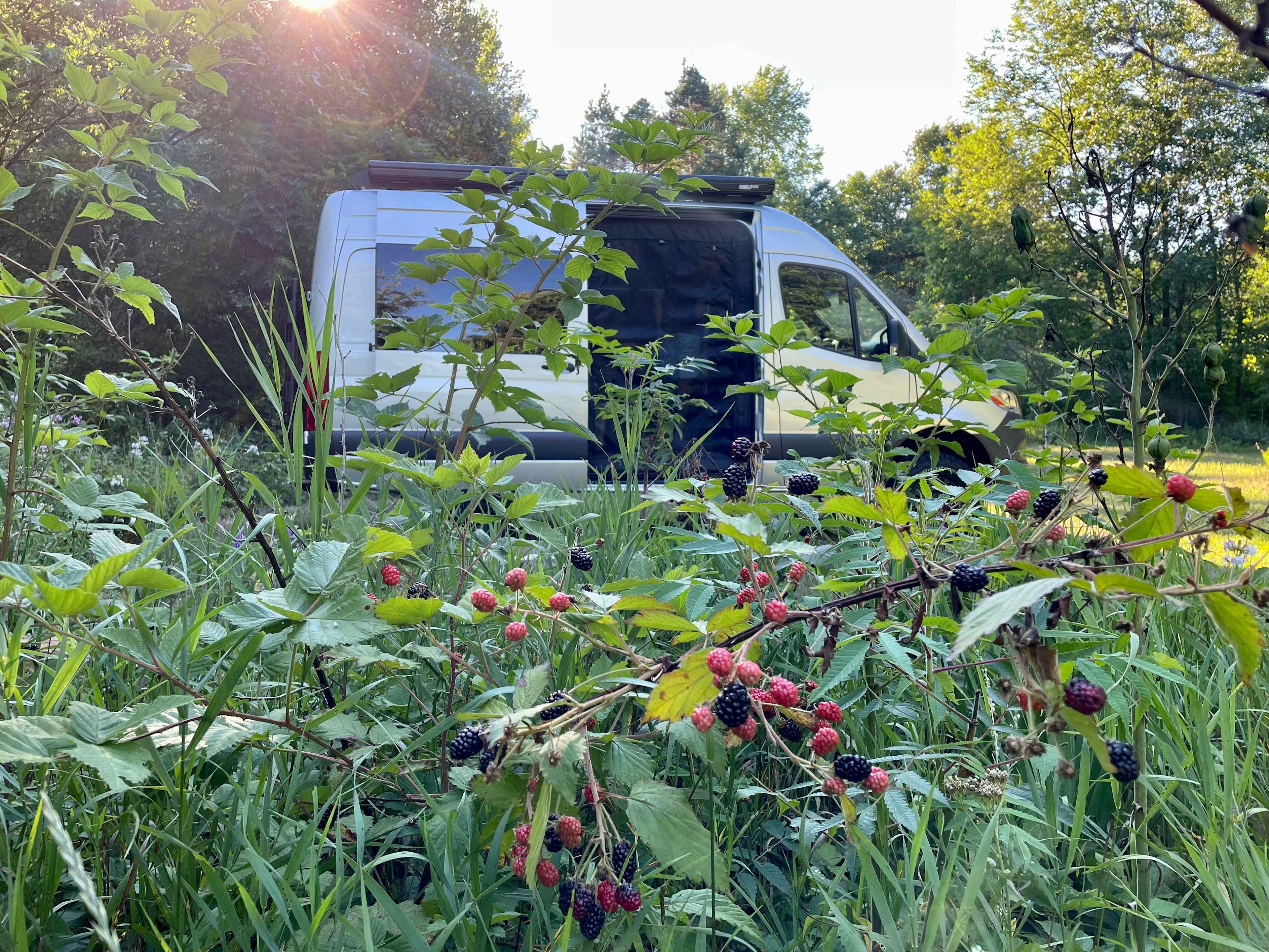 Picture of the site