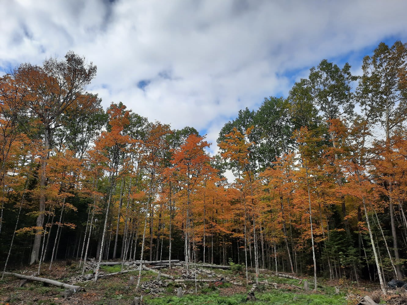 View from the driveway looking towards the back of the property in the Fall