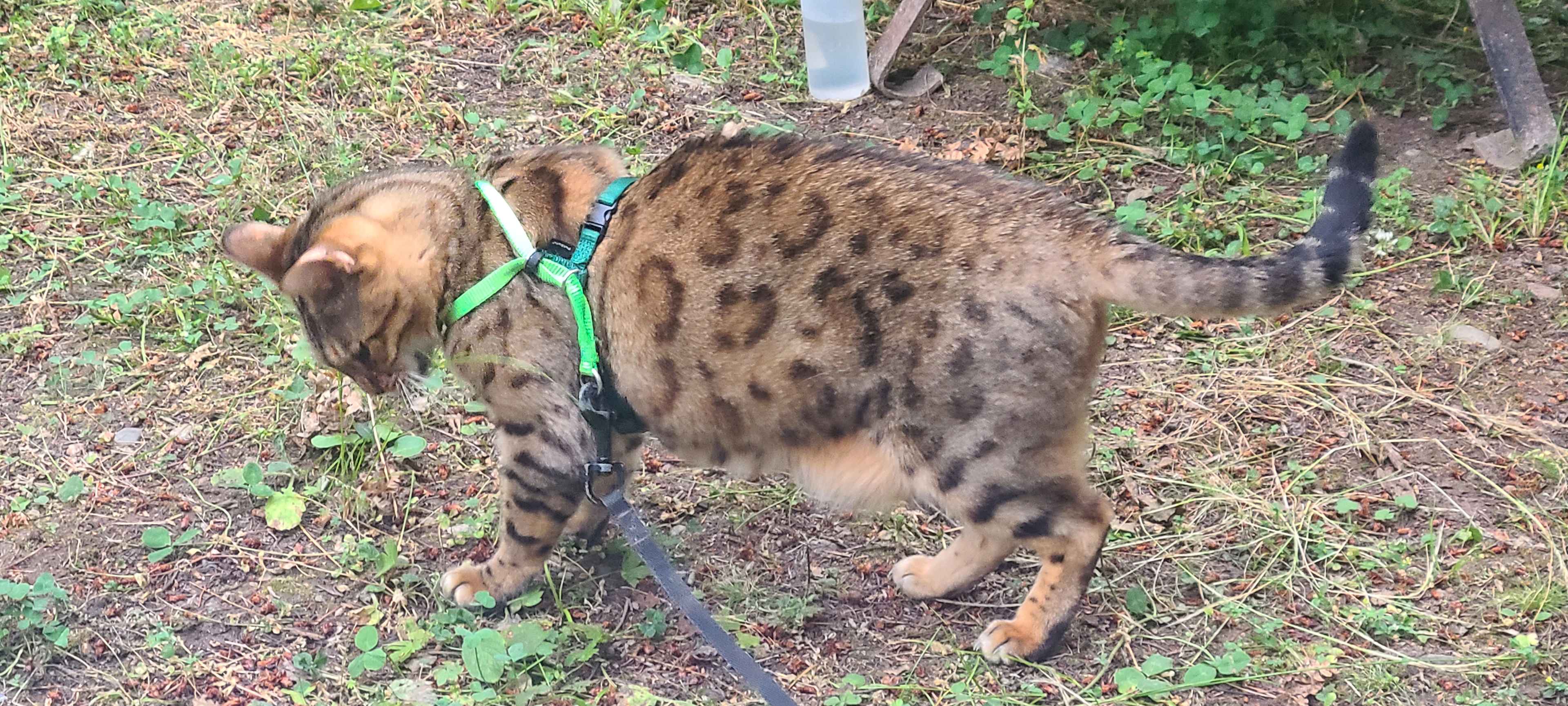 Dottie my blind cat