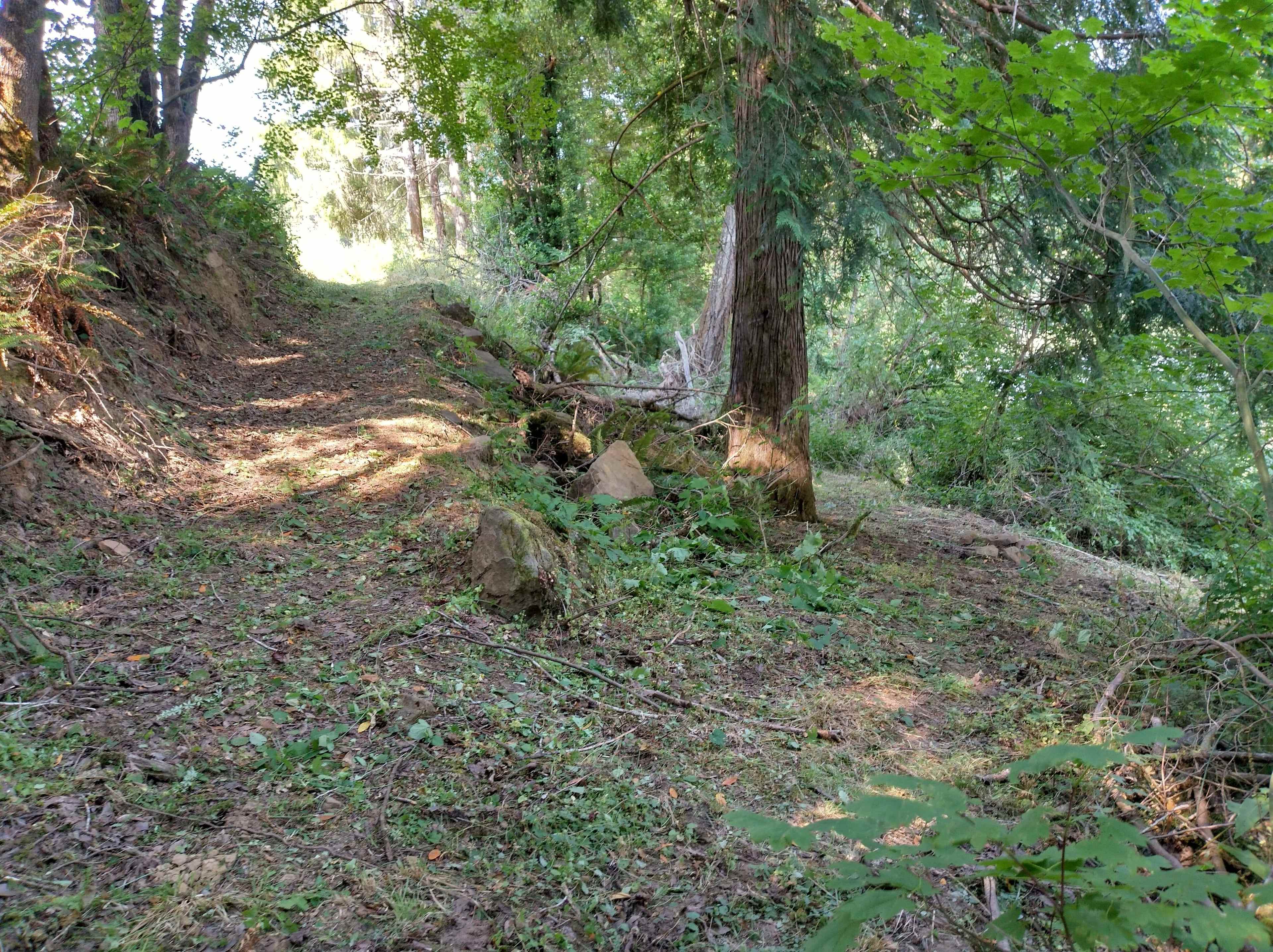 A view looking from a tent spot towards the trail down from the road and the fire pit under the tree