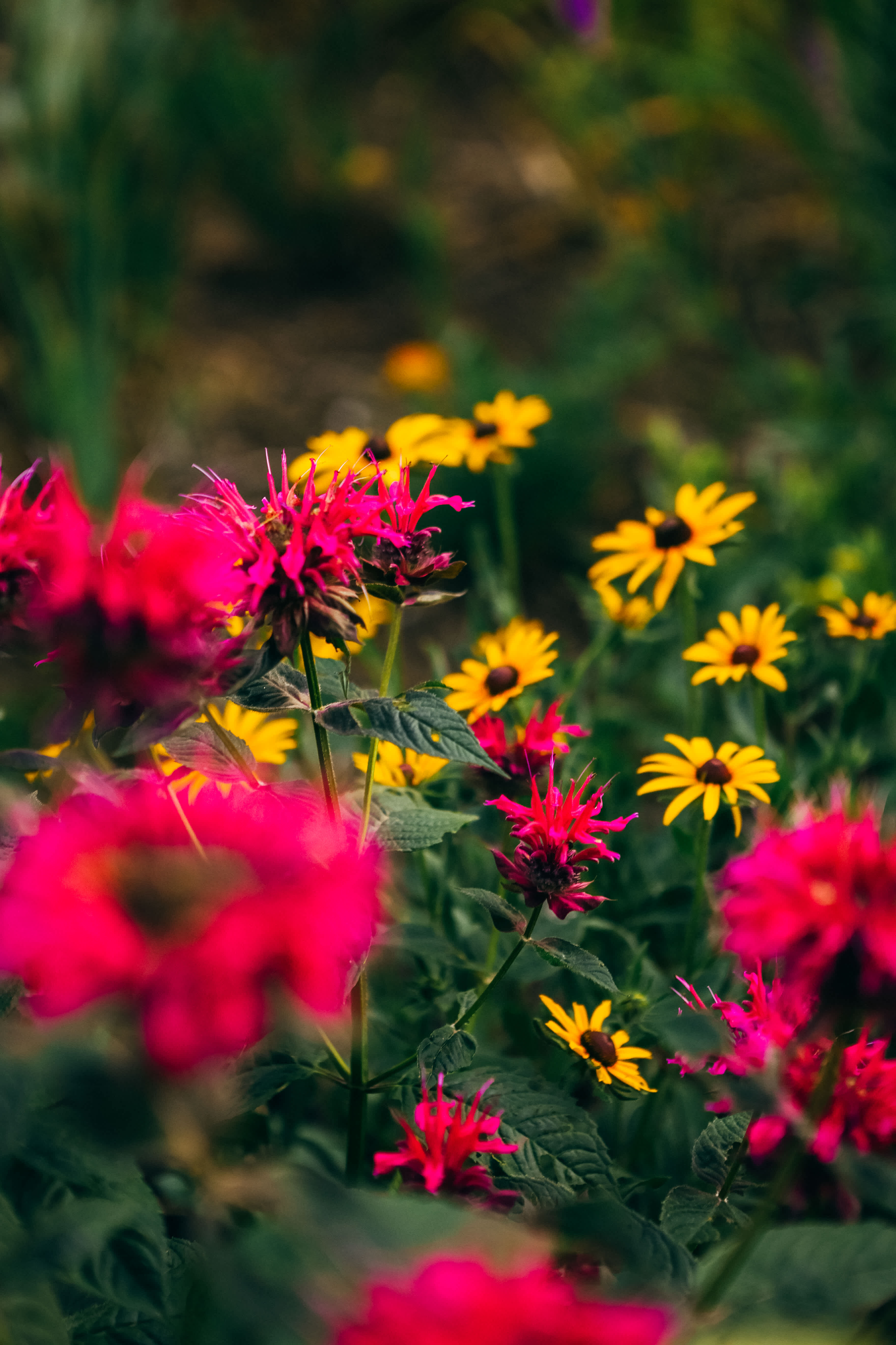 some beautiful flowers 