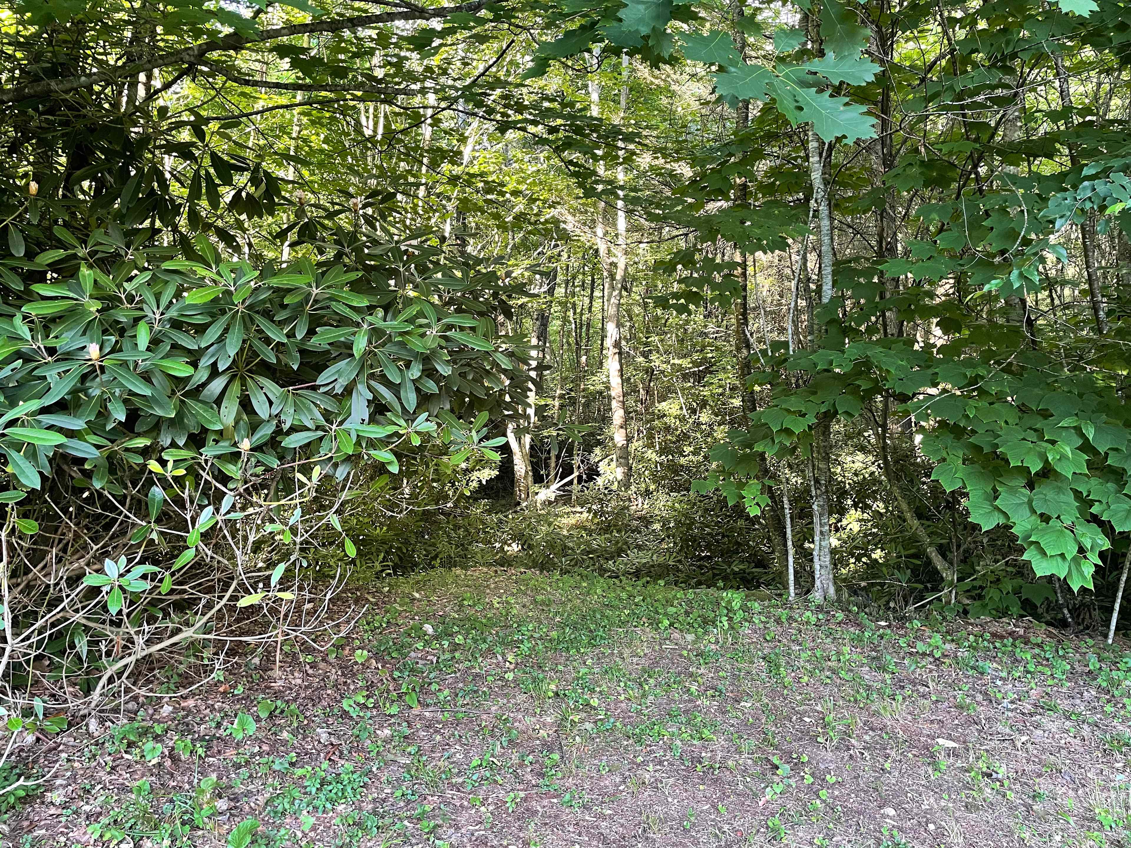 Walking path to creek