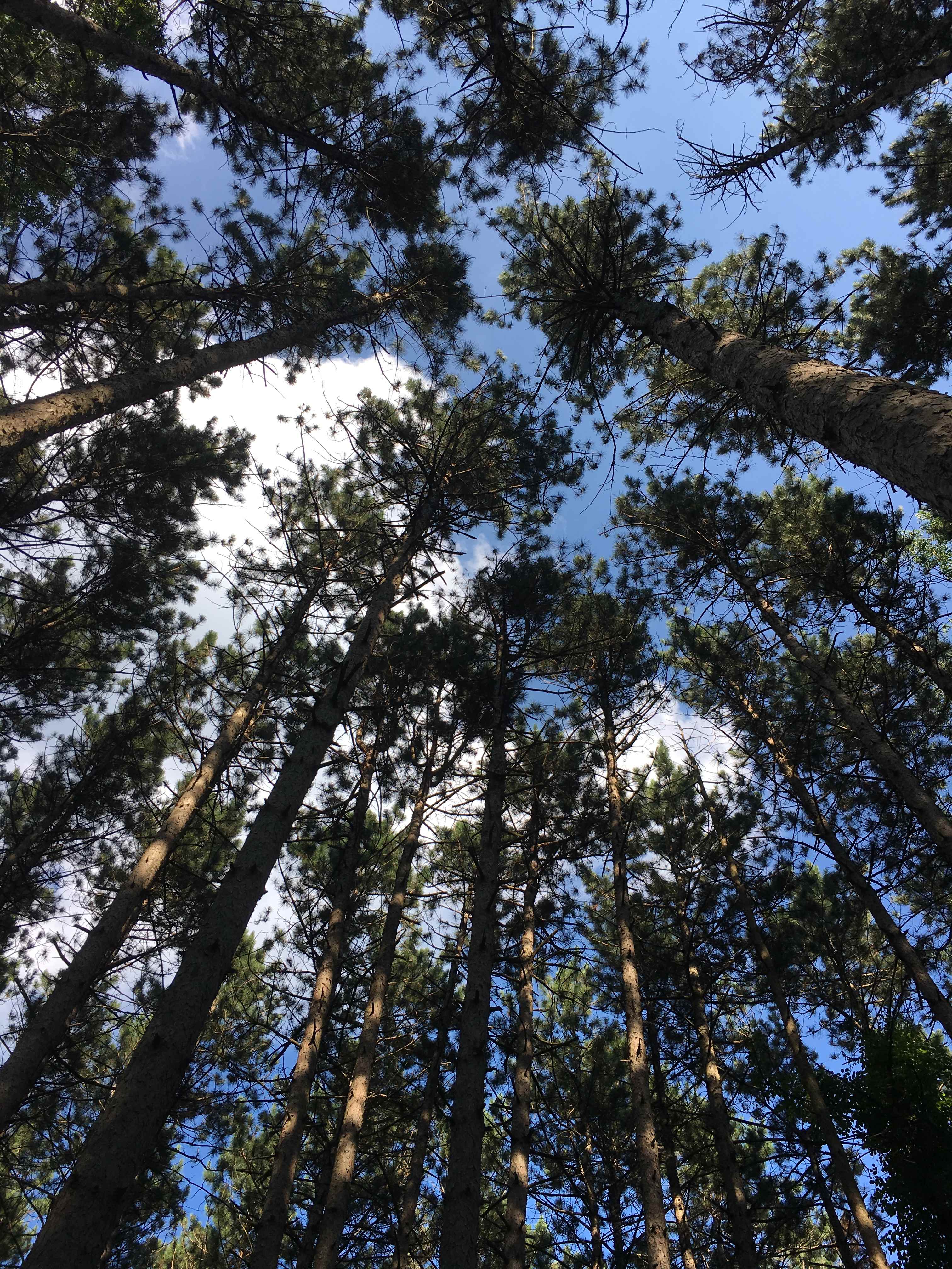 Mulligan's Valley in the Woods