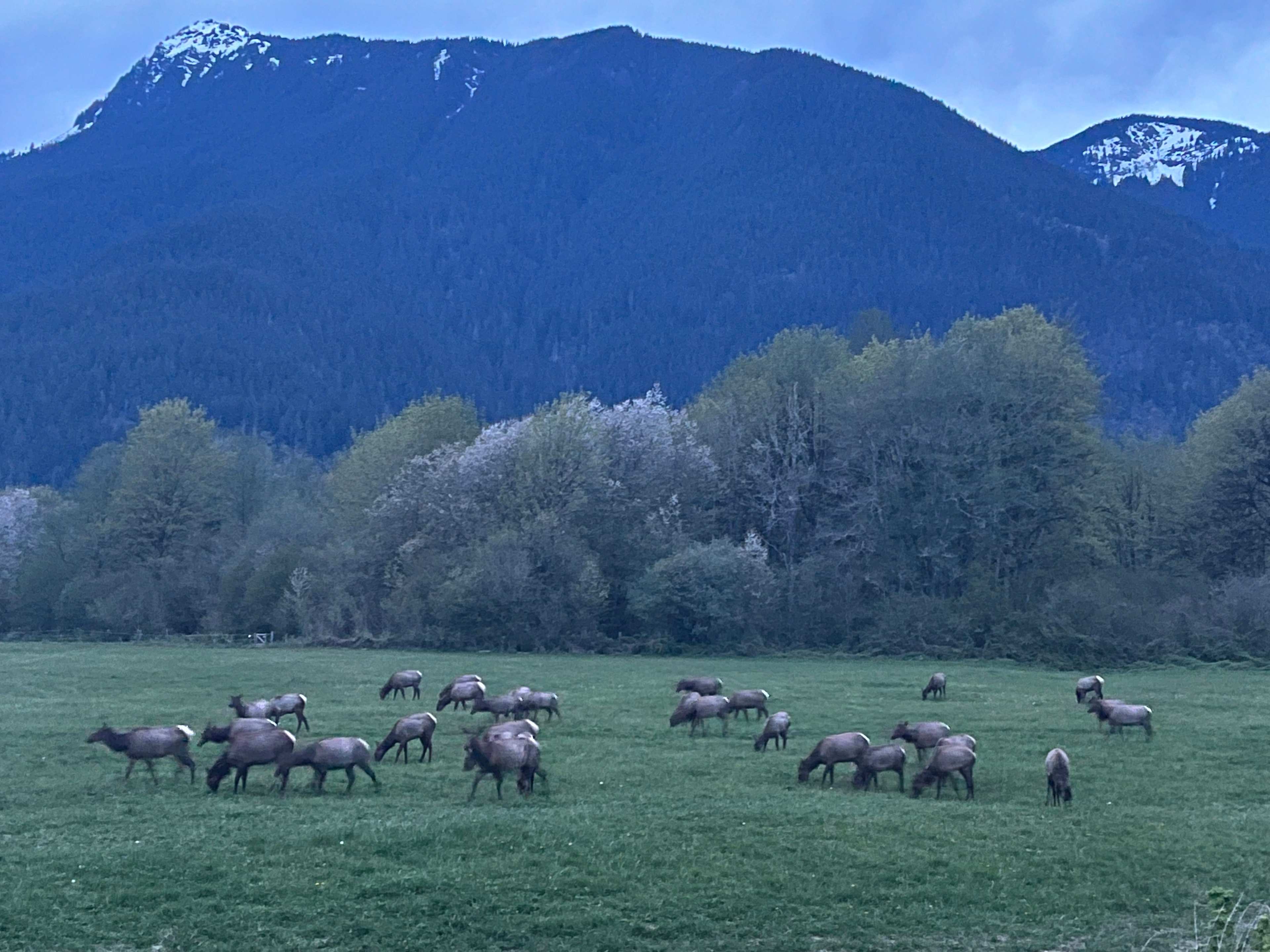 elk visiting the pasture
