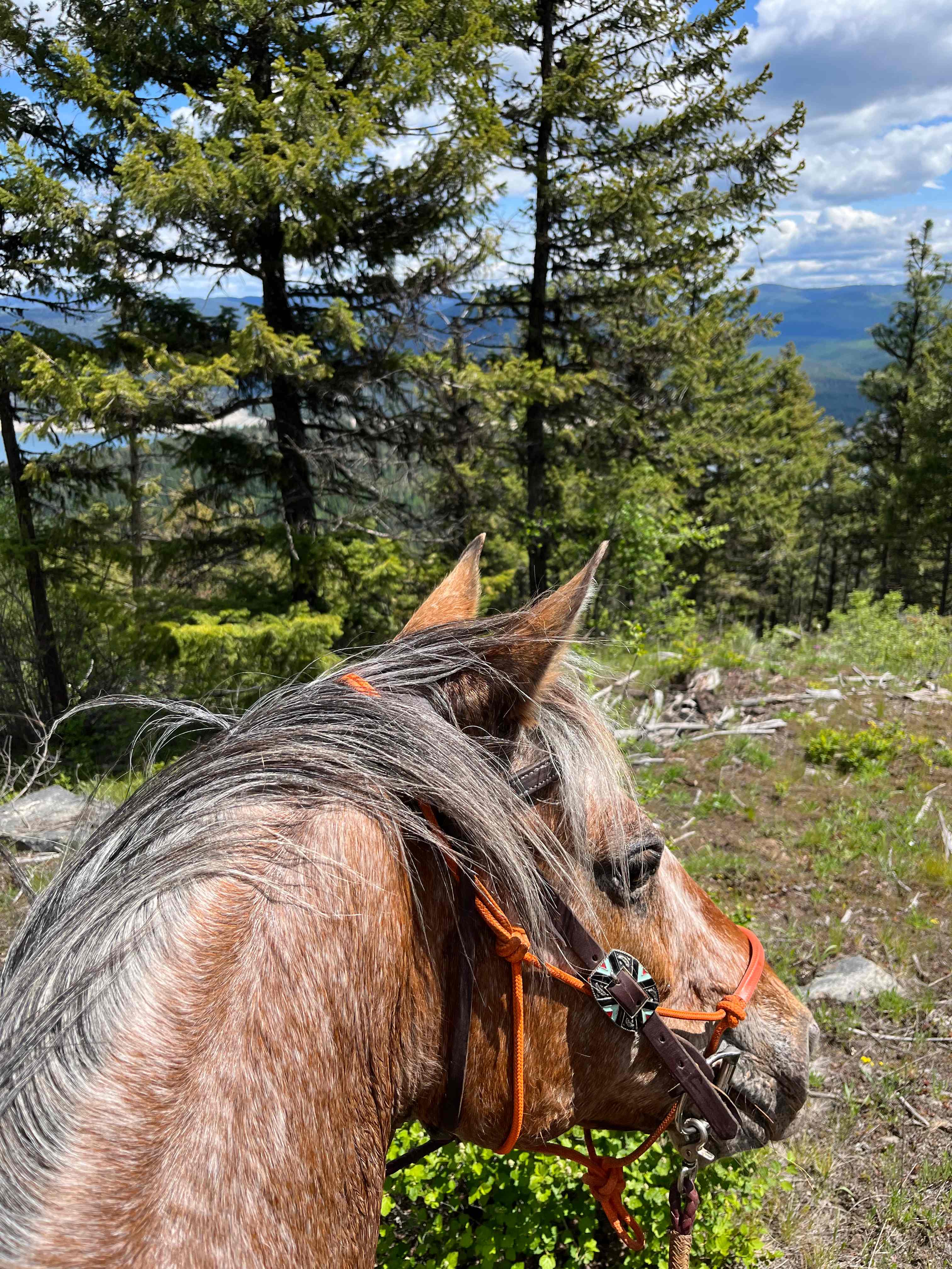 BnR Horse Ranch