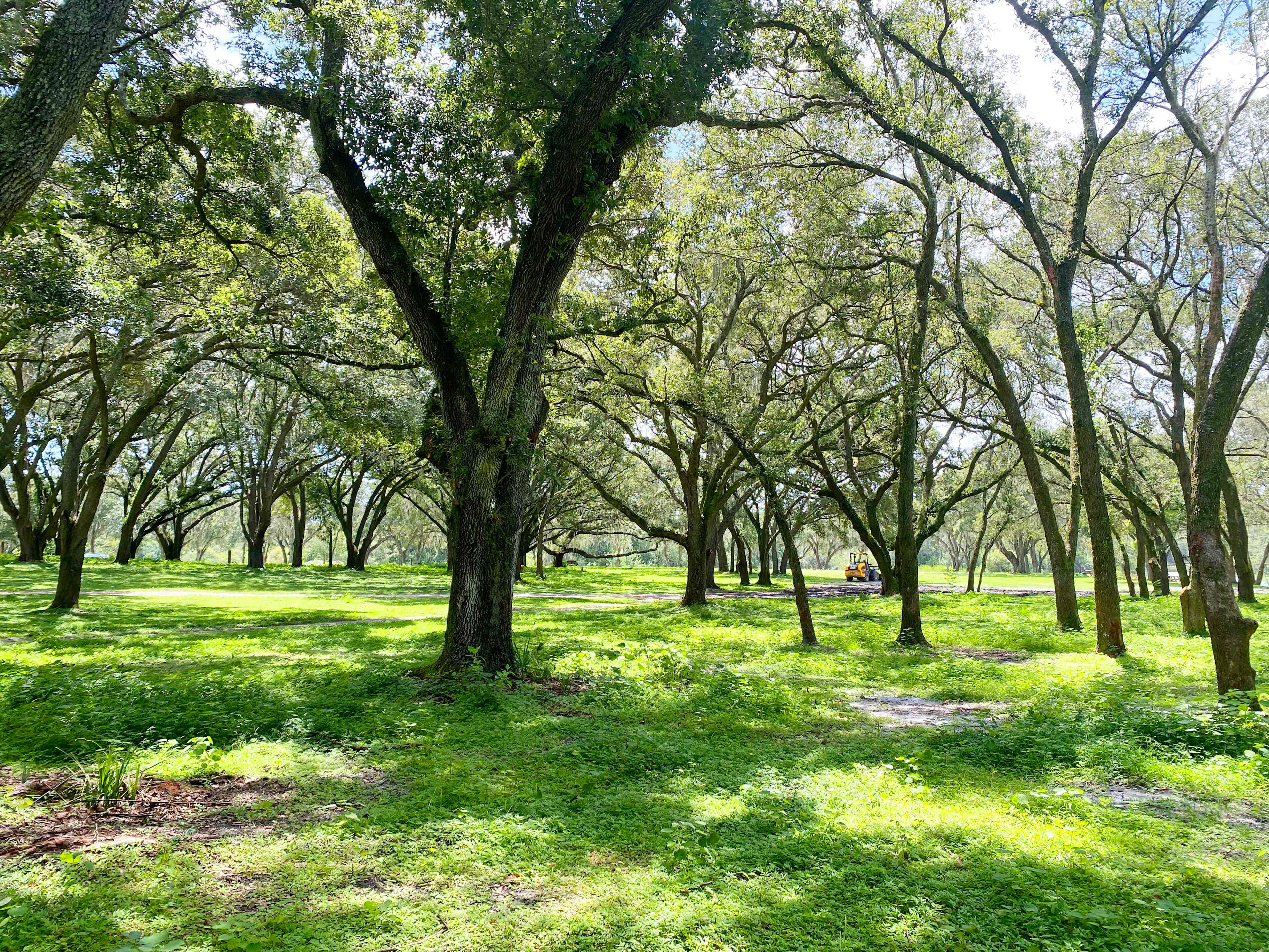 Perfect area for Pull Through Camping under a Canopy of Live Oaks!