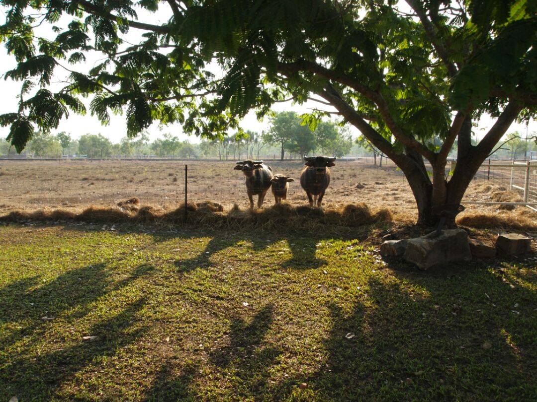 Paperbark Farm, near Darwin