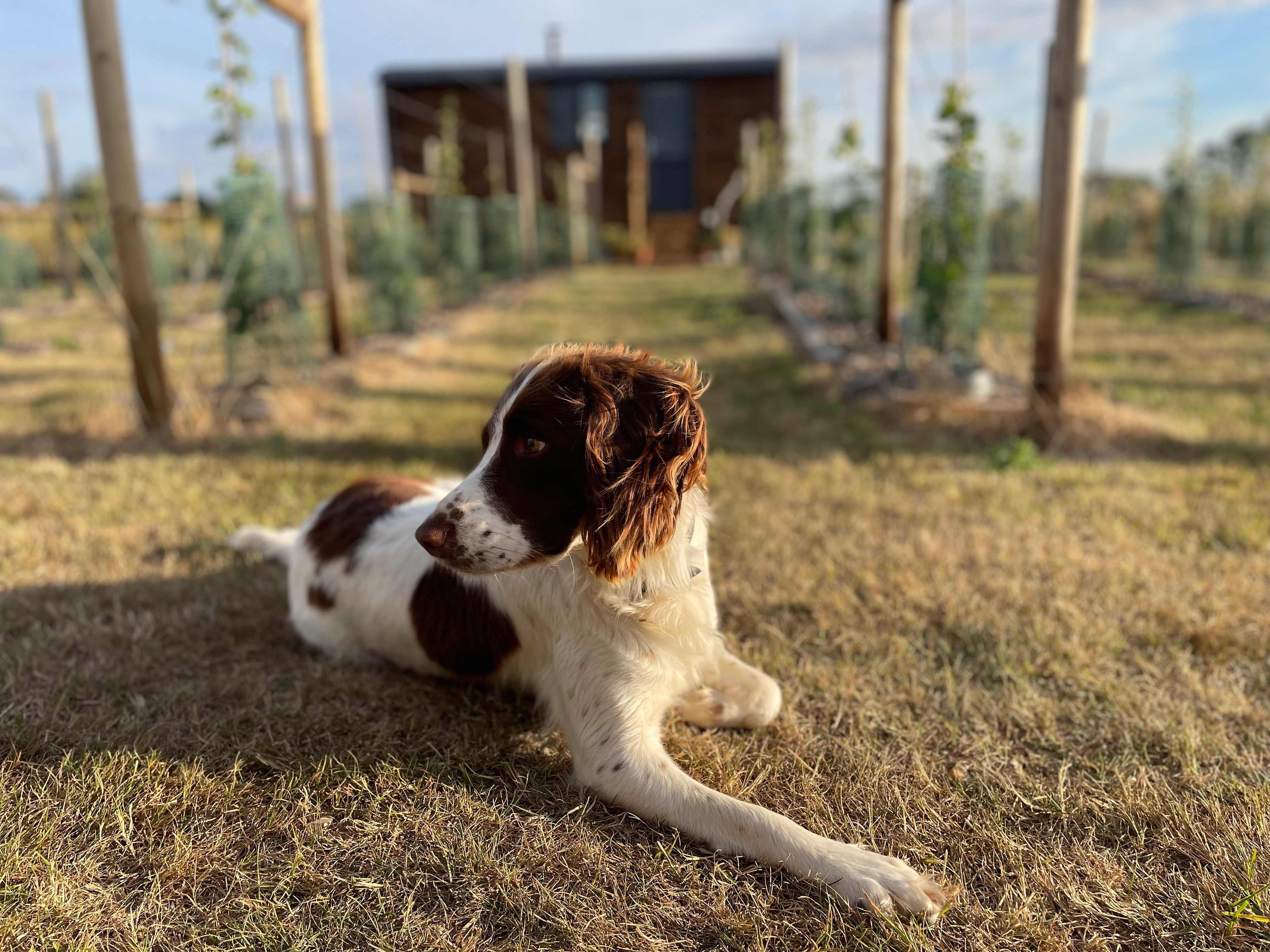 Dog friendly Vineyard enclosure 
