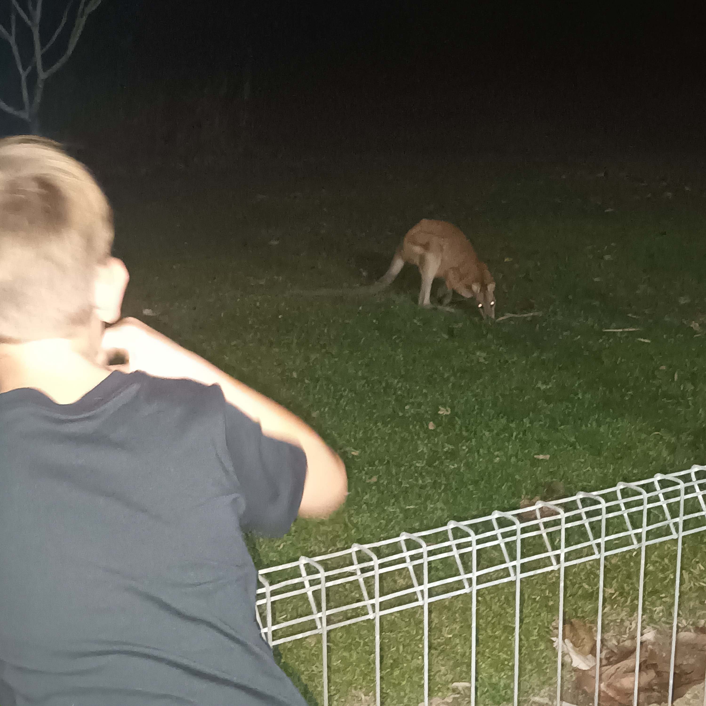 Easy Camping at Wallaby Nights