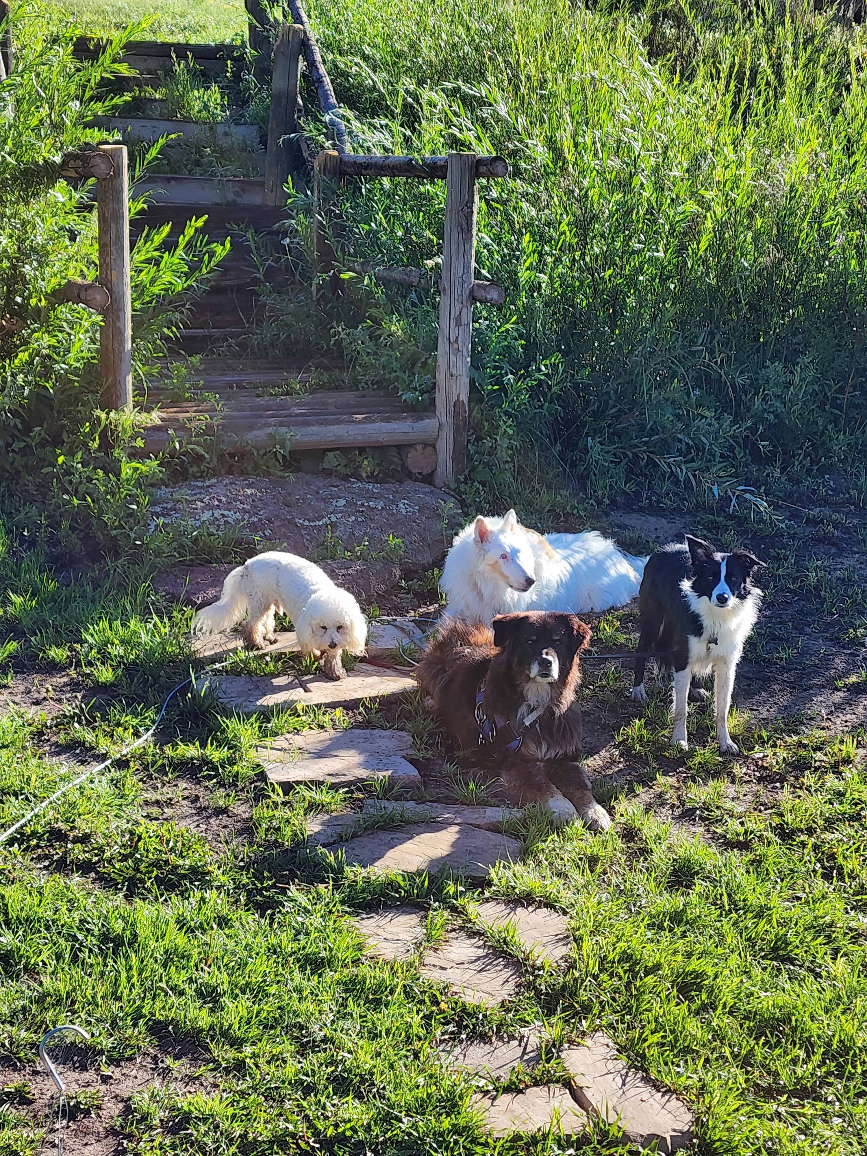 My cute dogs in front of steps