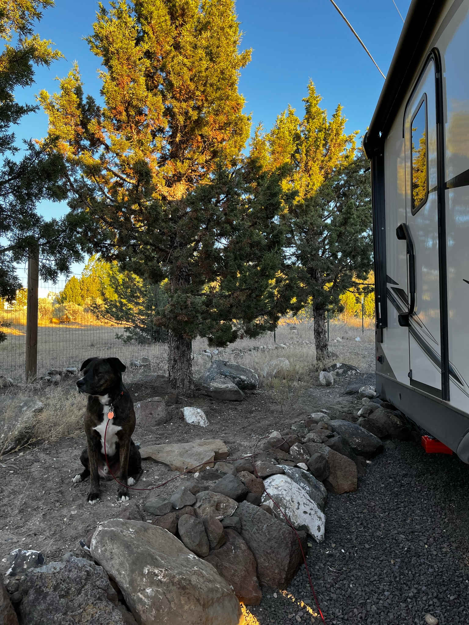 High Desert Juniper