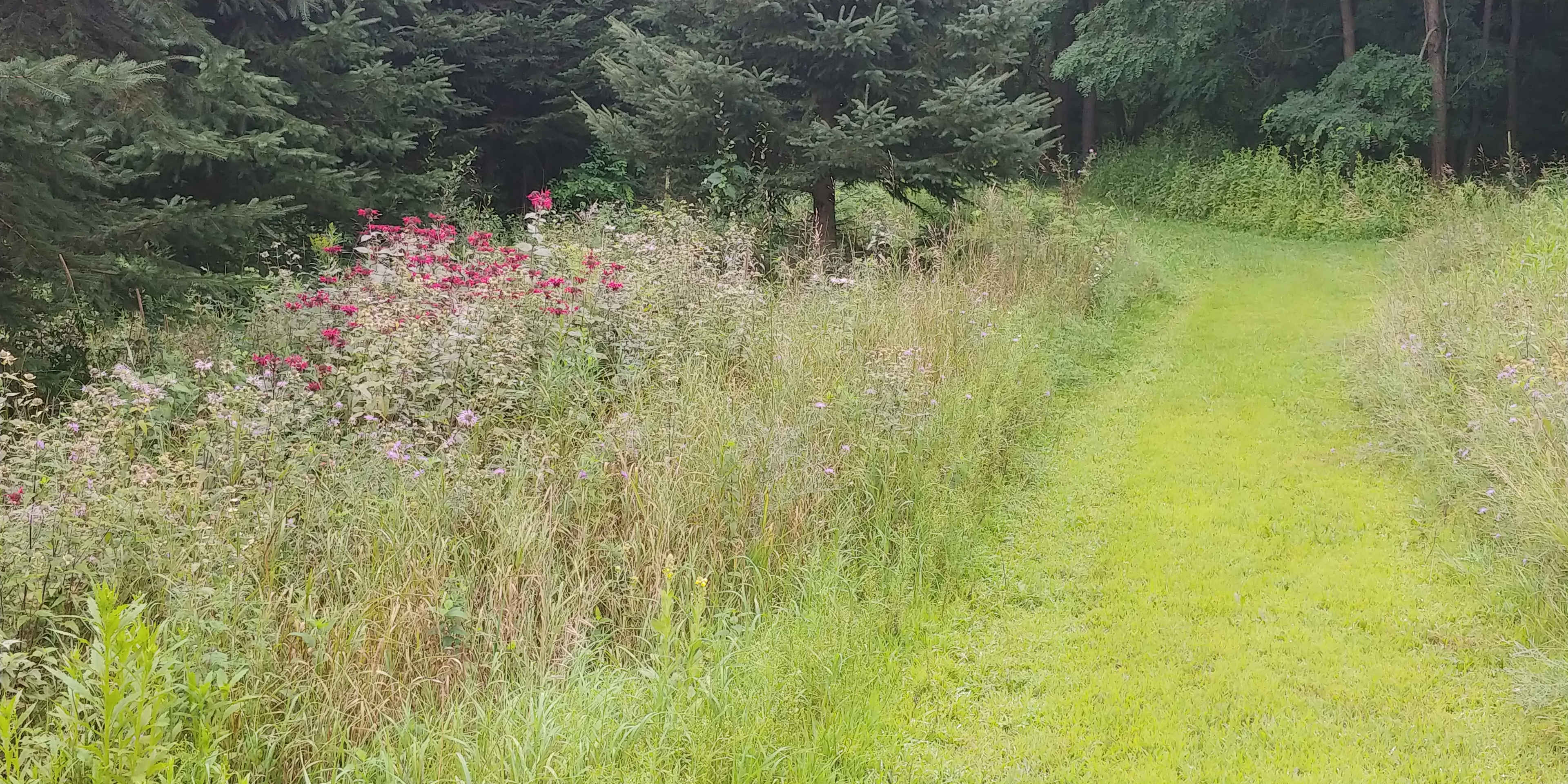 Trail back field
