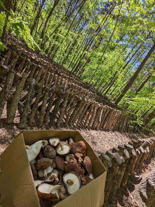 Phantom Hill Forest Retreats
