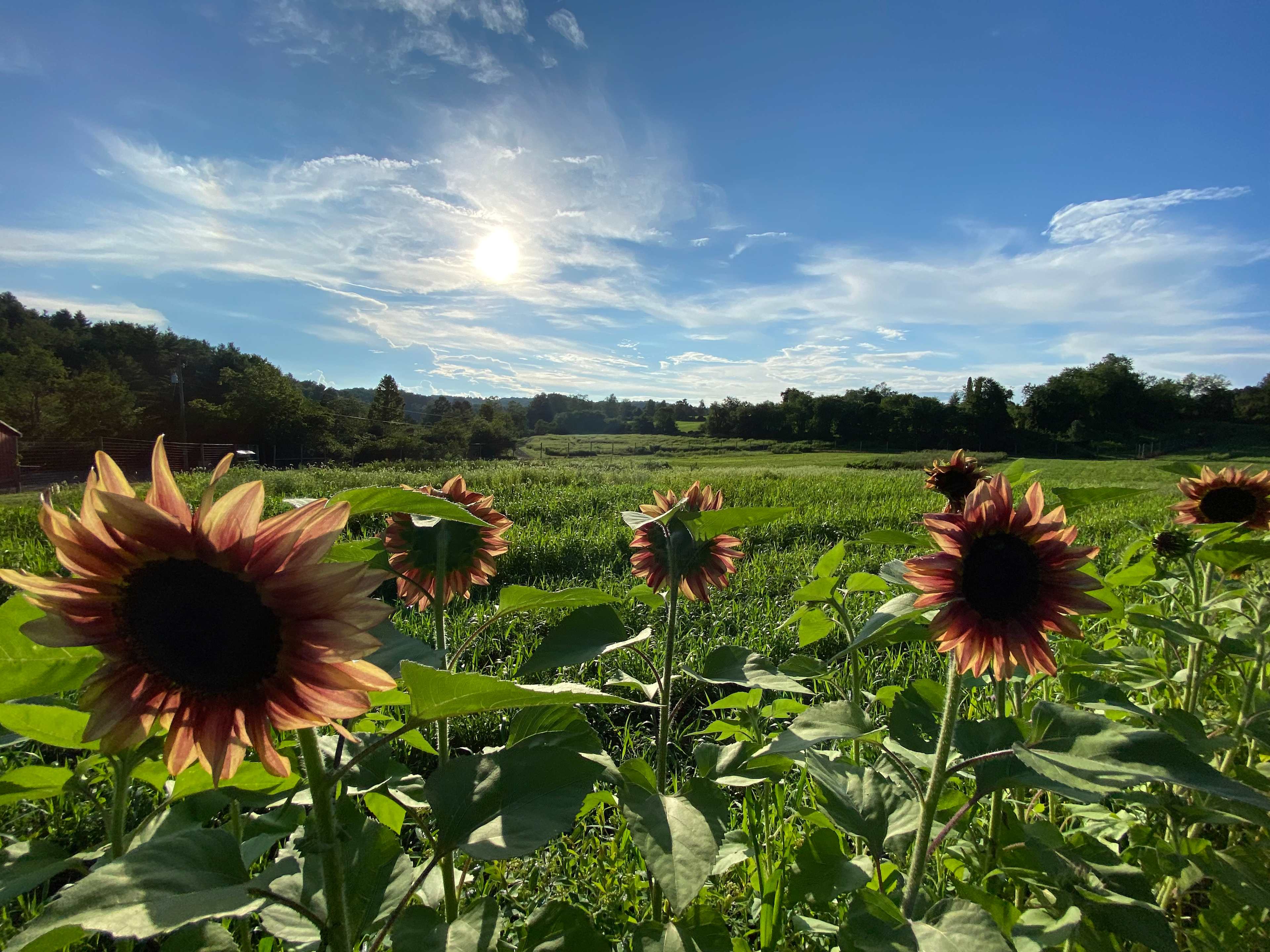 Late summer sunflowers