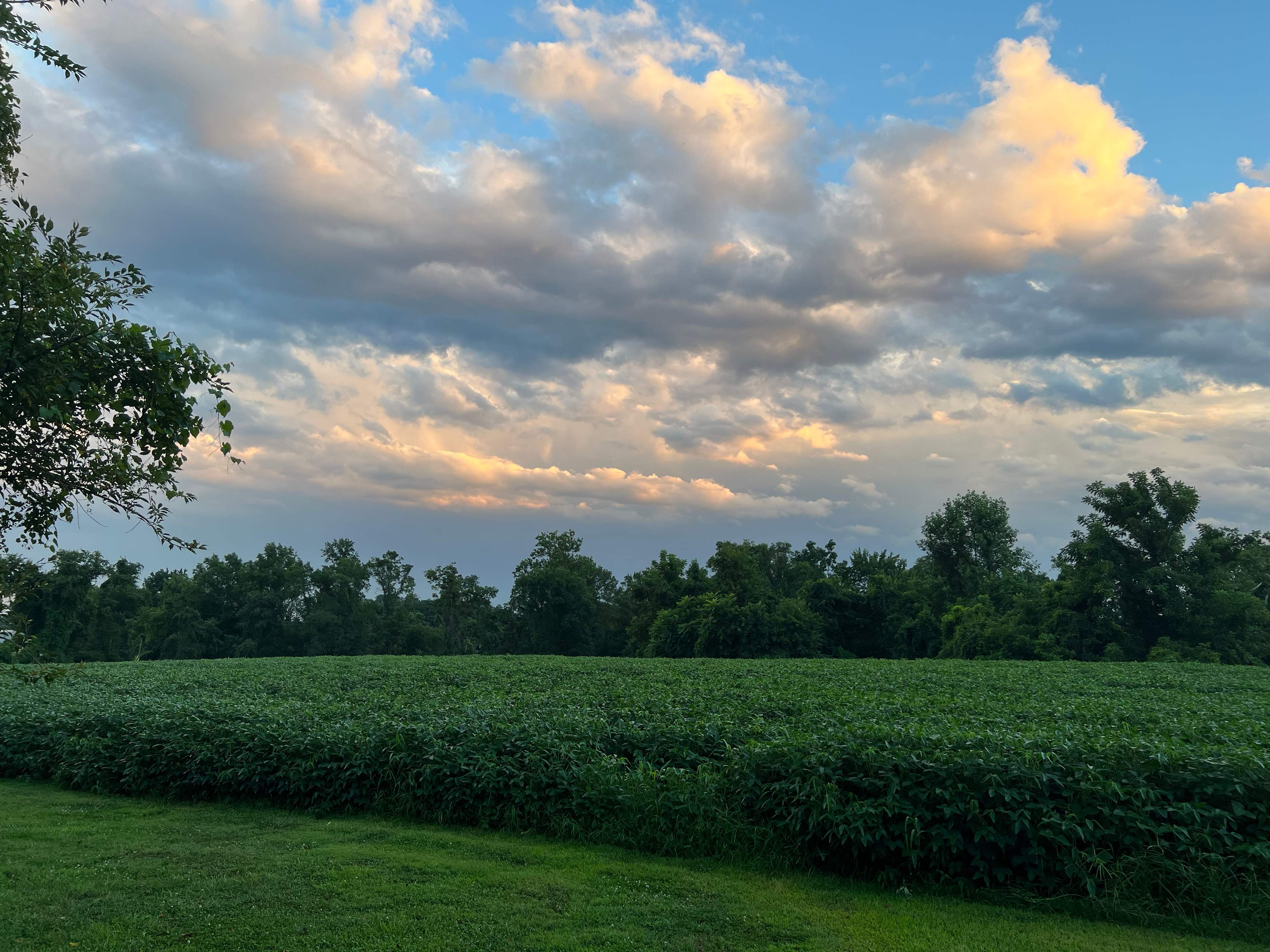 More great views across the soybean field behind the campsite. 