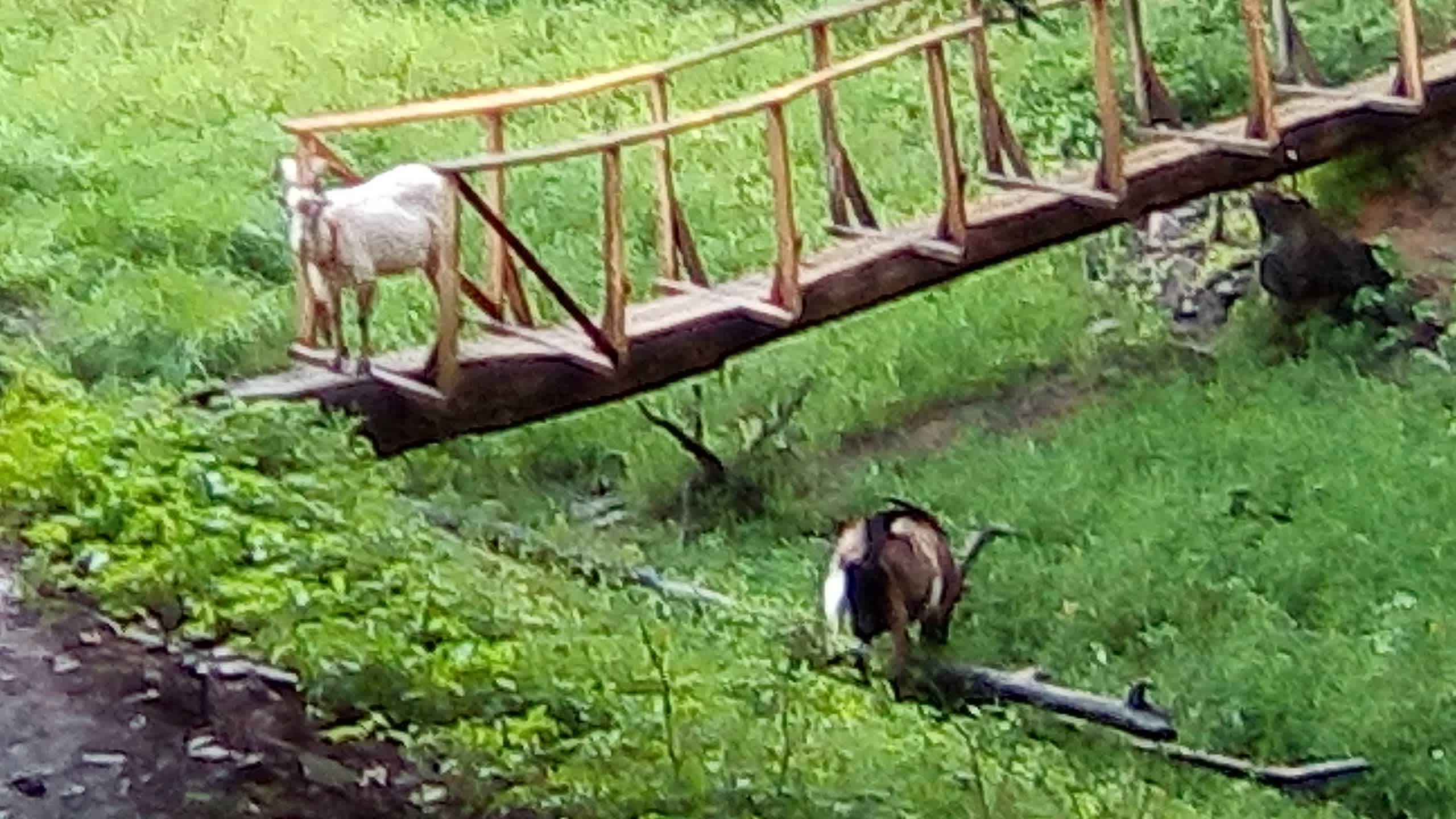 Stoney Goat Homestead