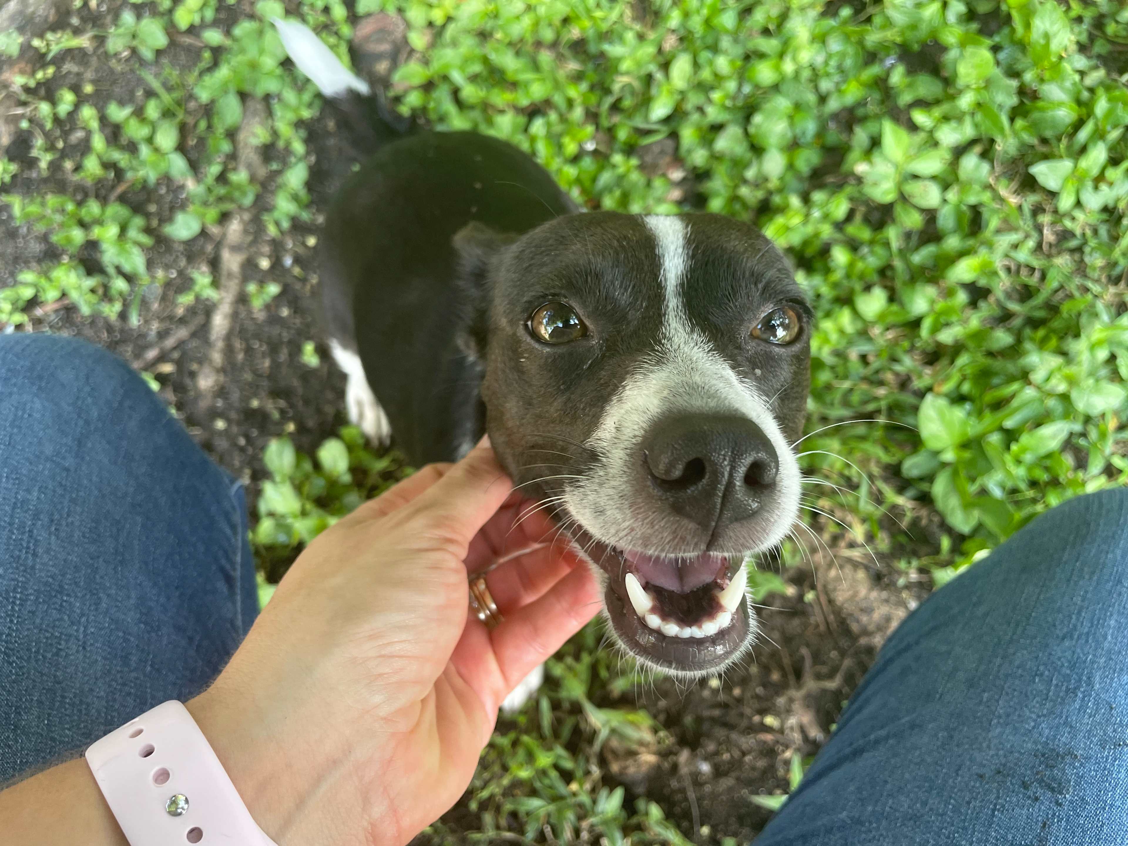 Cecelia is a sweet resident of the farm. She enjoys cuddles and belly rubs. 