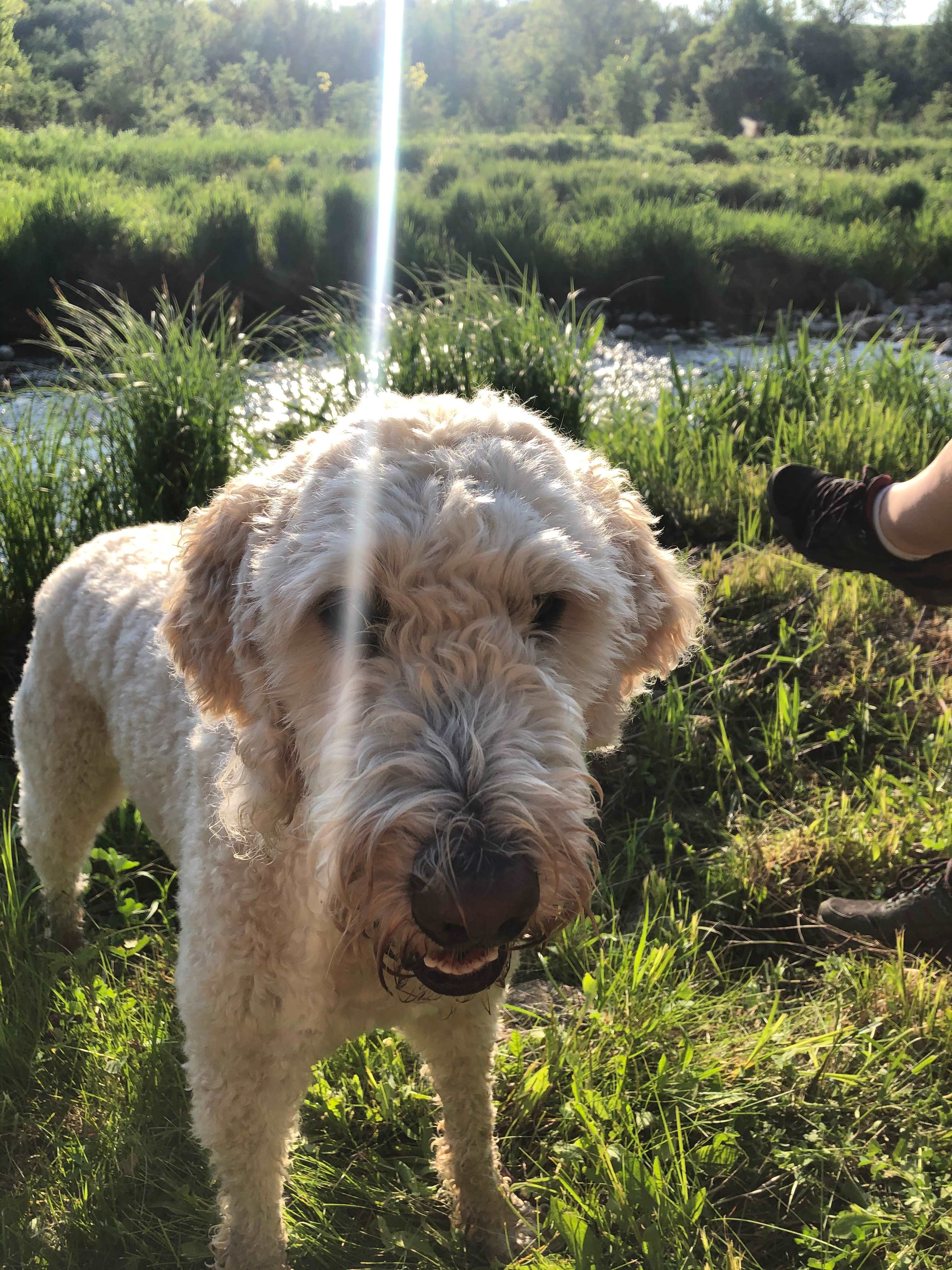 River pup