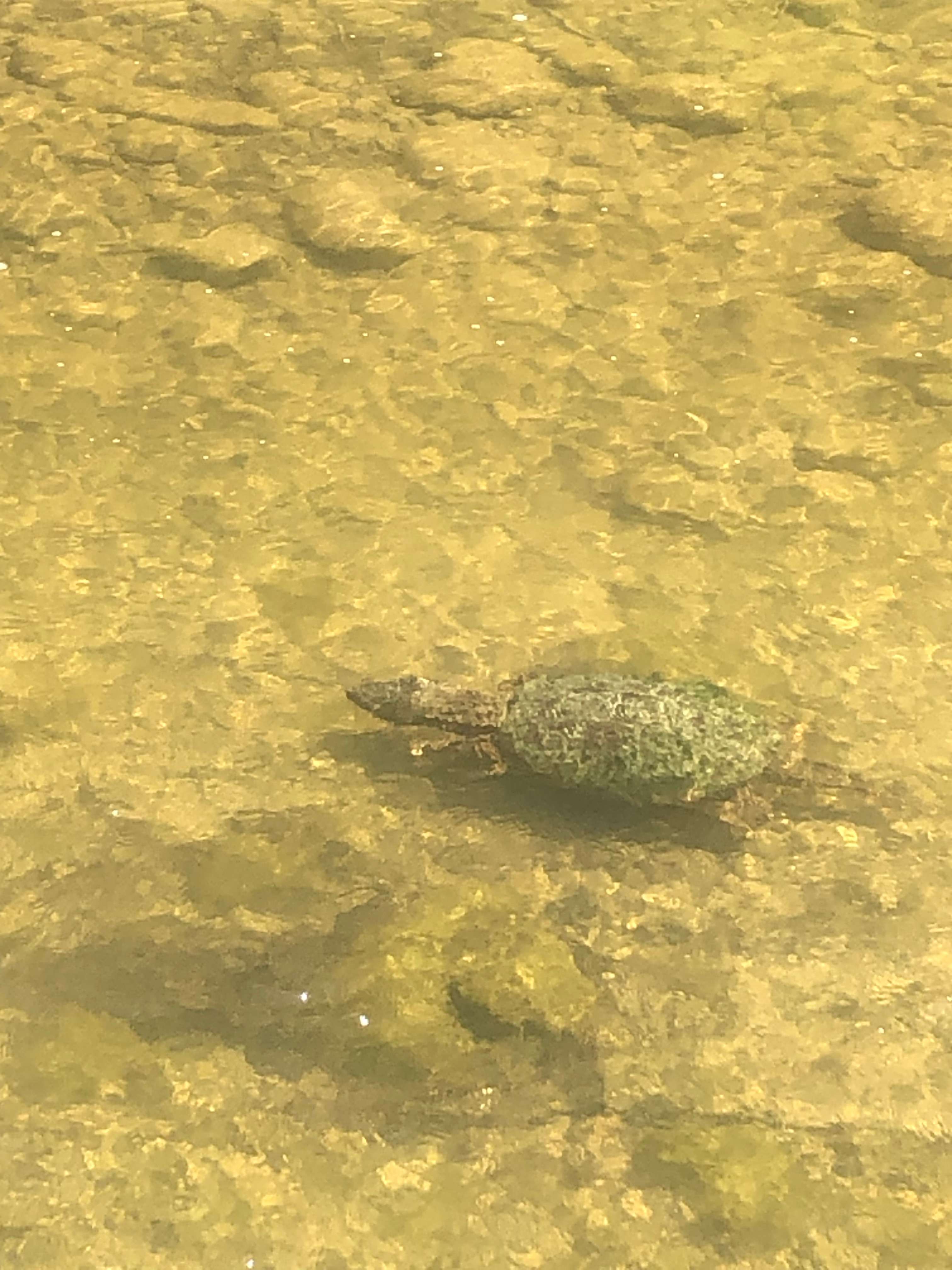 Large snapping turtle
