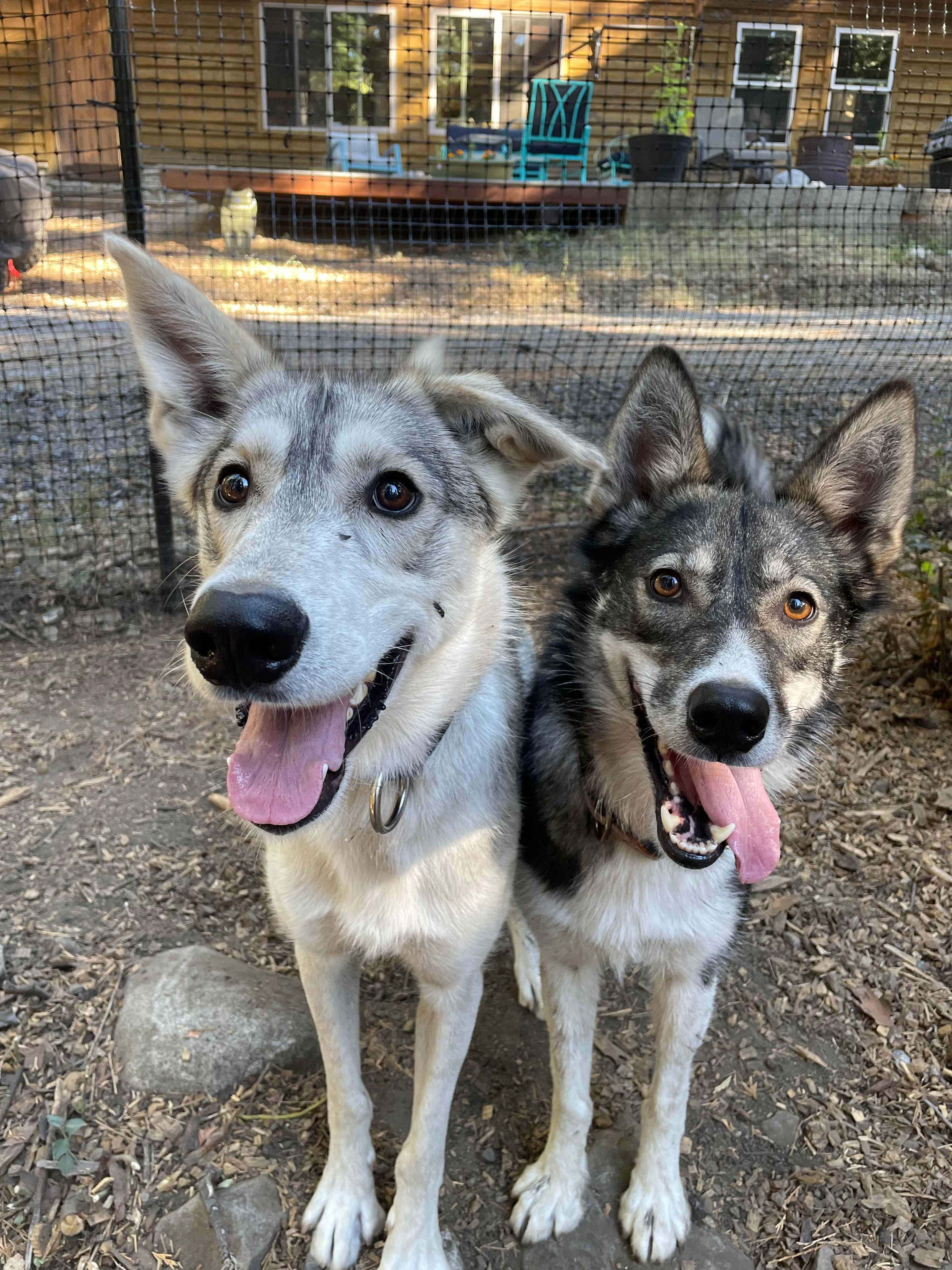 Meet our dogs!...or not. They don't have access to the yurt, so you can meet them (or not) on your own terms. 