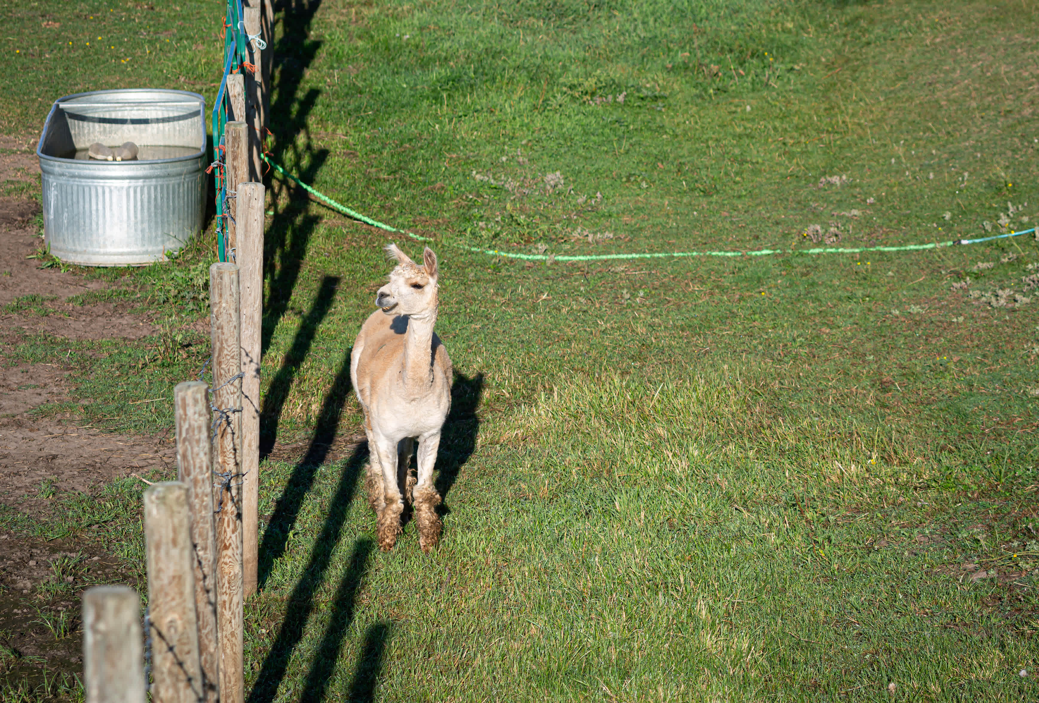 QWRC Alpacas
