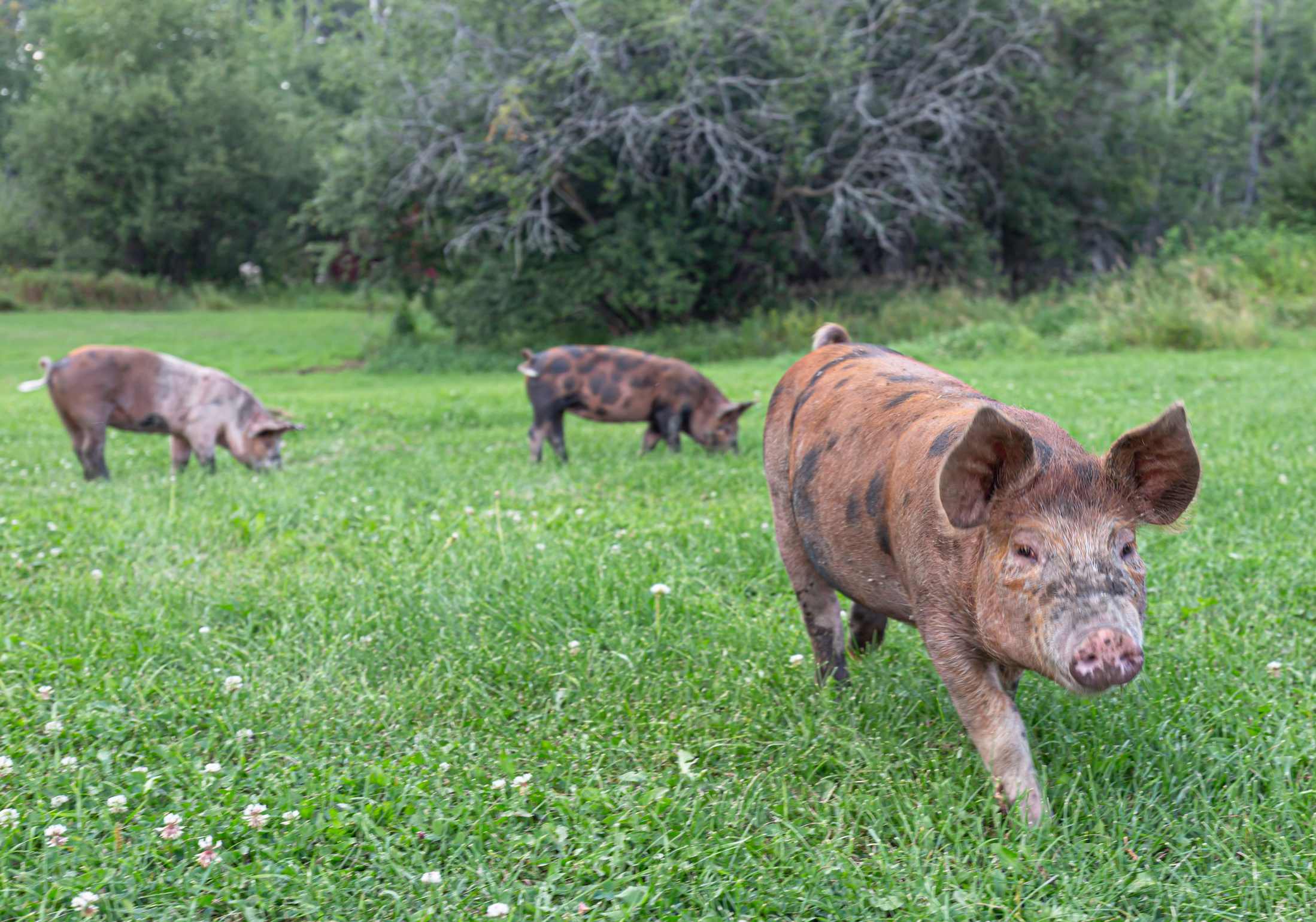 Hobby Farm in Glenevis