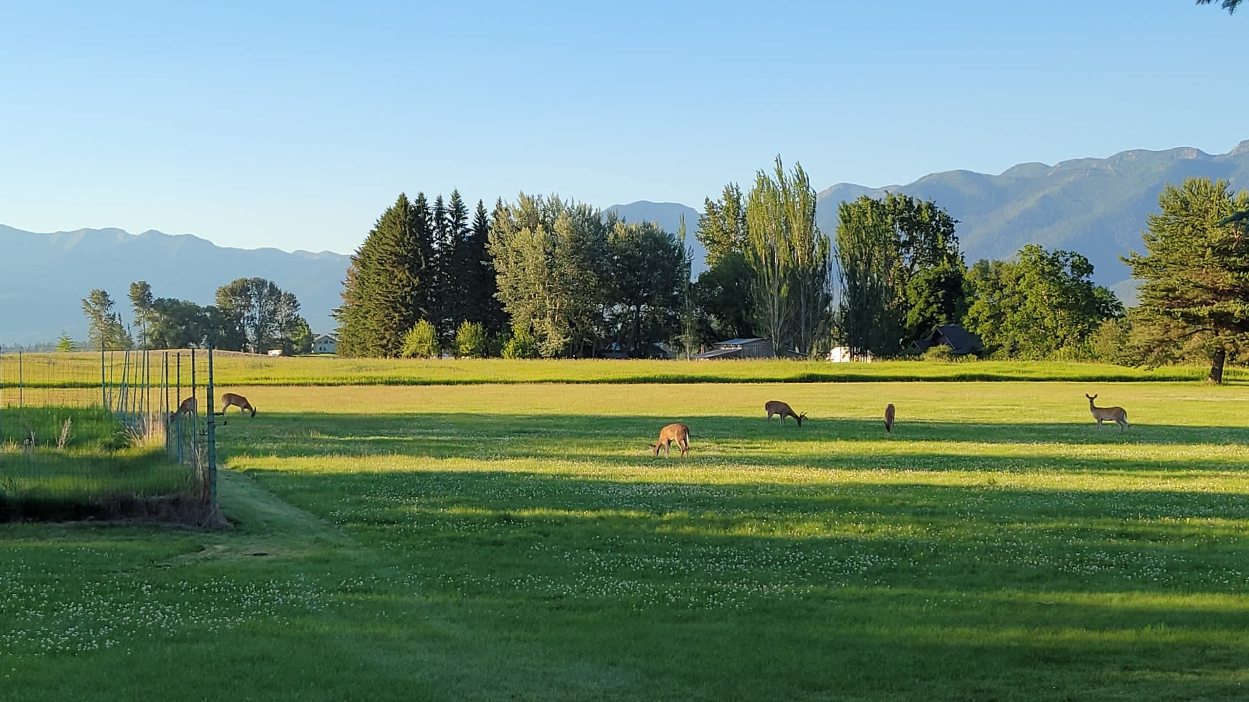 Three Ducks on a Pond