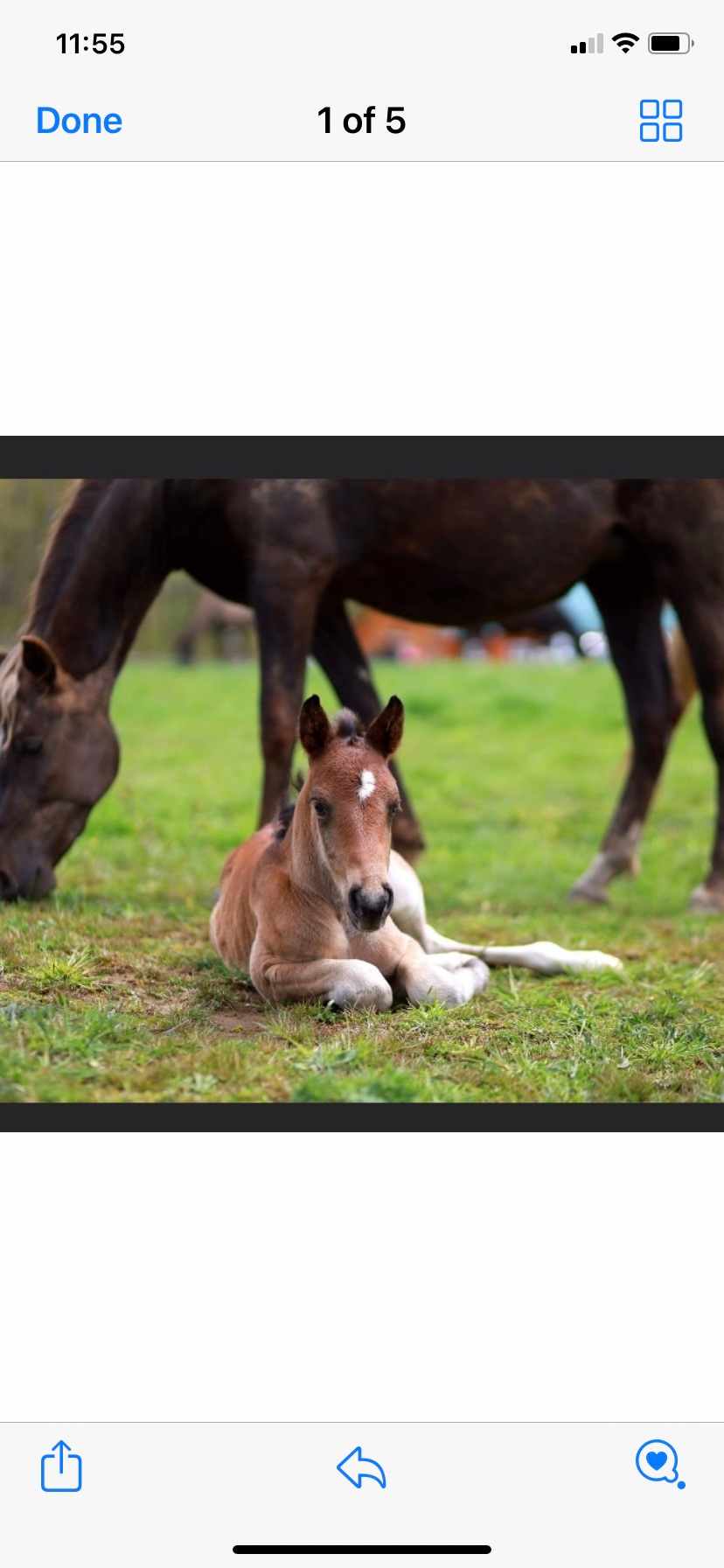 Serenity creek stables