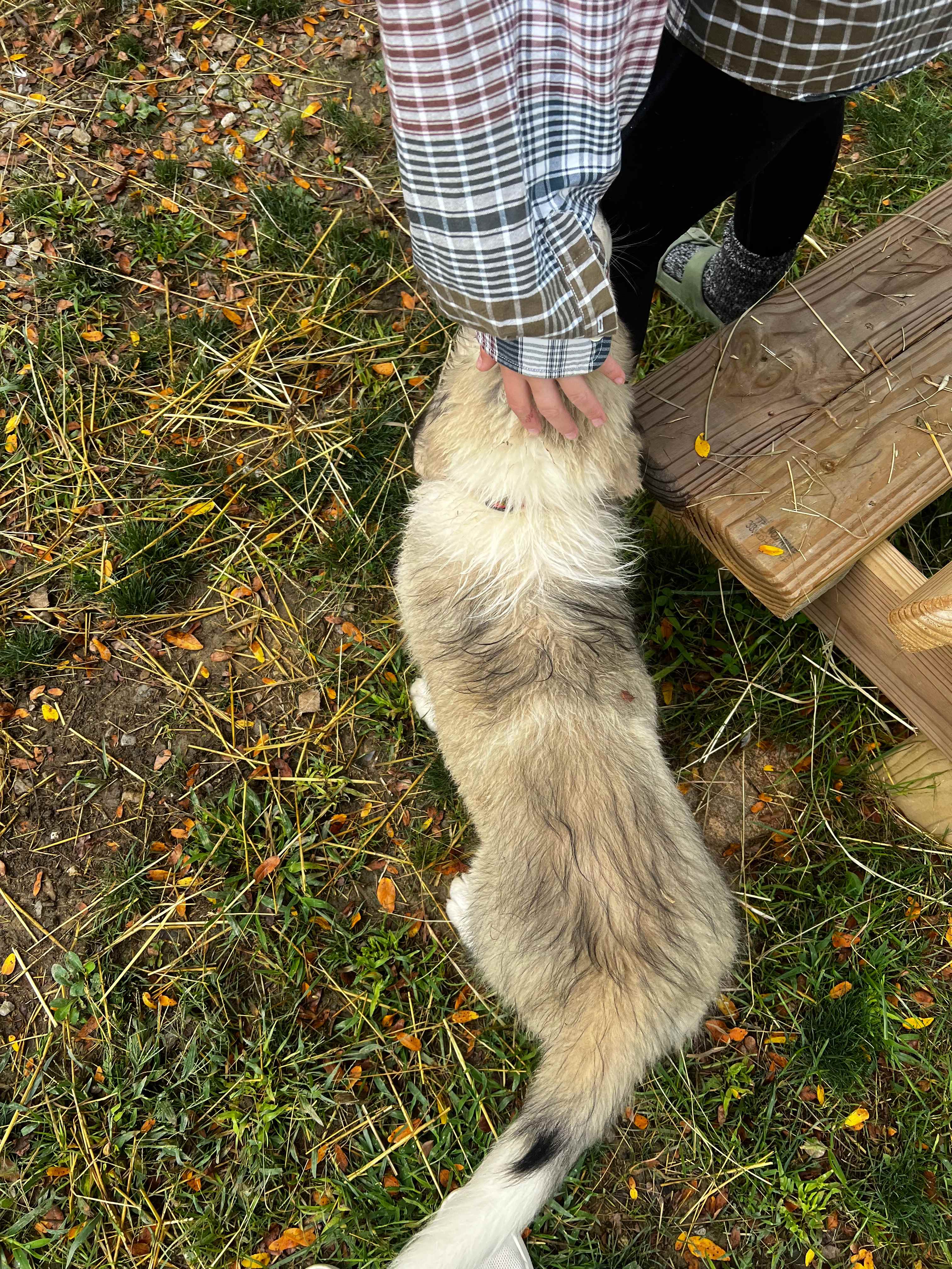 One of many friendly animals :)