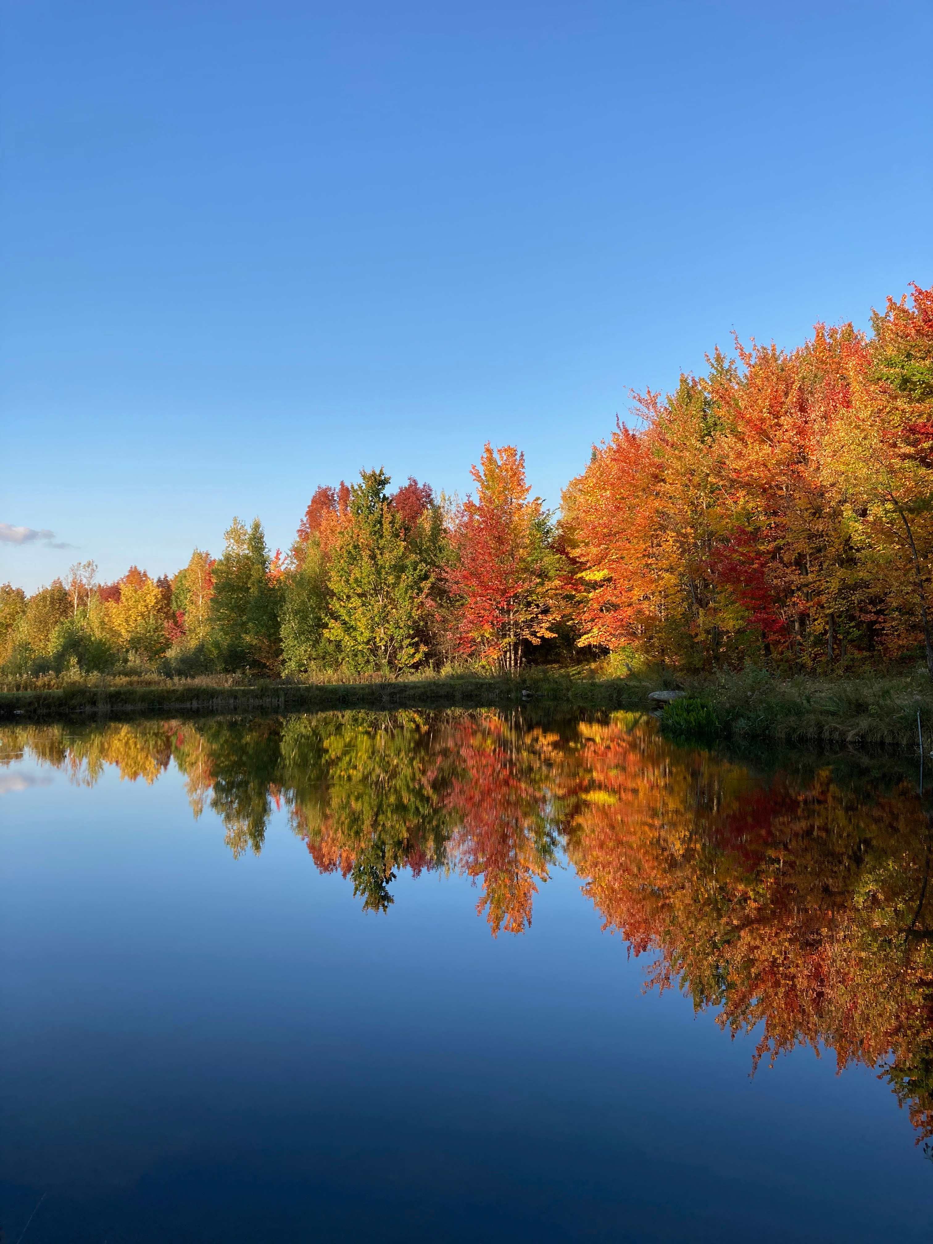 Autumn by the pond